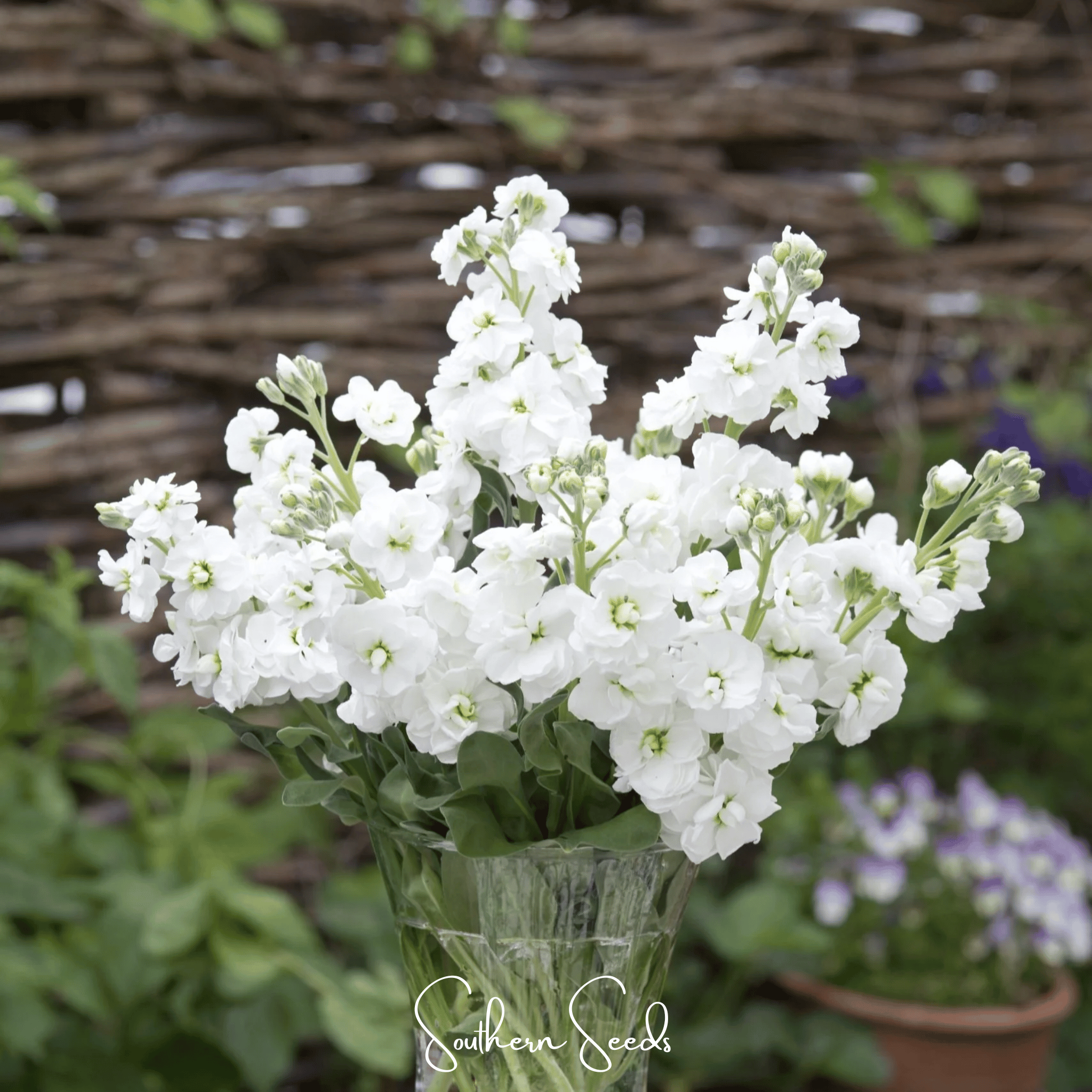 Column Stock, White Goddess (Matthiola incana) - 50 Seeds seed packet from Seed Therapy – American - grown, heirloom seeds