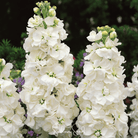 Column Stock, White Goddess (Matthiola incana) - 50 Seeds seed packet from Seed Therapy – American - grown, heirloom seeds