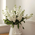 Column Stock, White Goddess (Matthiola incana) - 50 Seeds seed packet from Seed Therapy – American - grown, heirloom seeds
