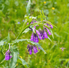 True comfrey flowers with green leaves on a blurred green background