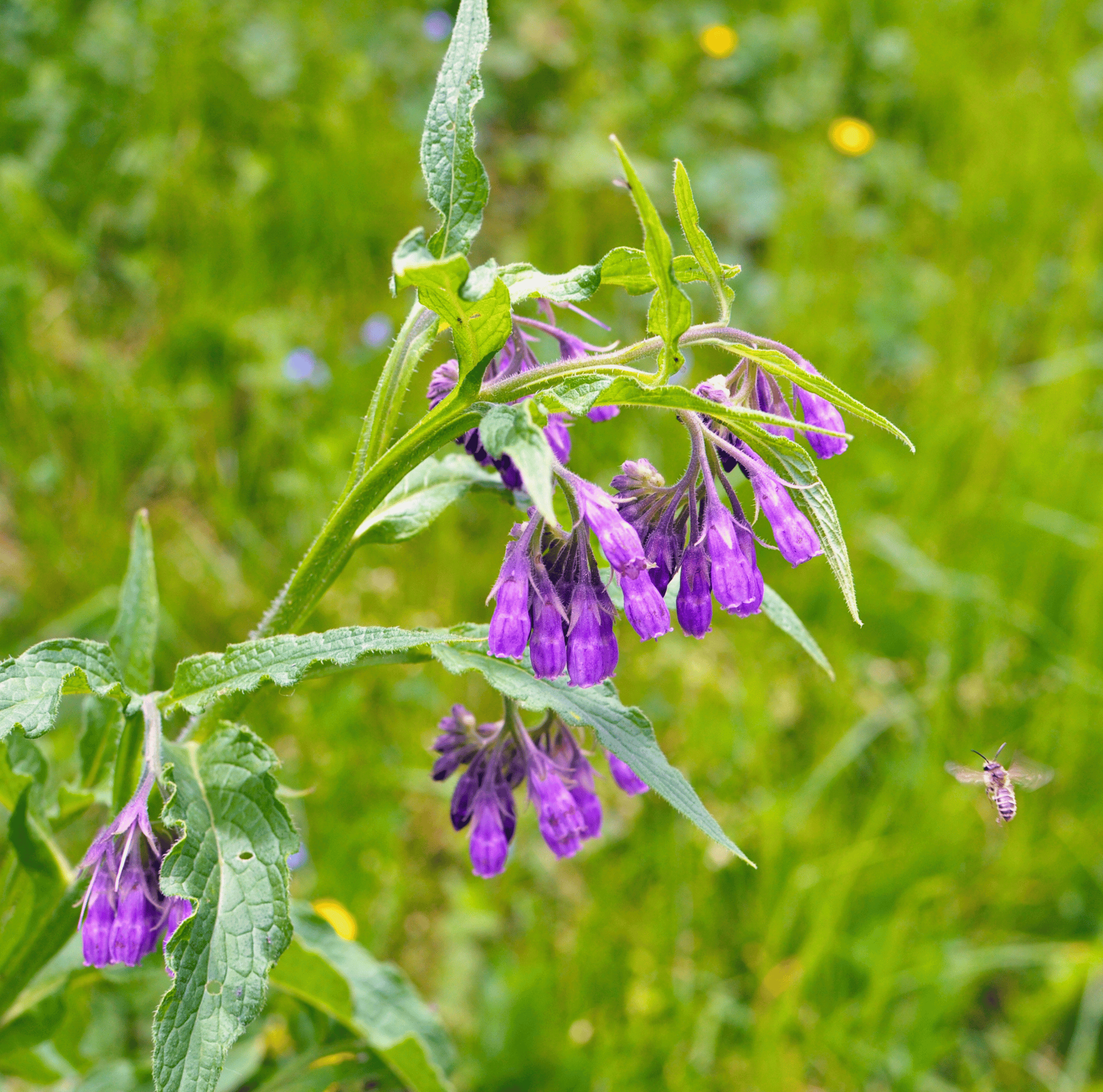 True comfrey flowers with green leaves on a blurred green background