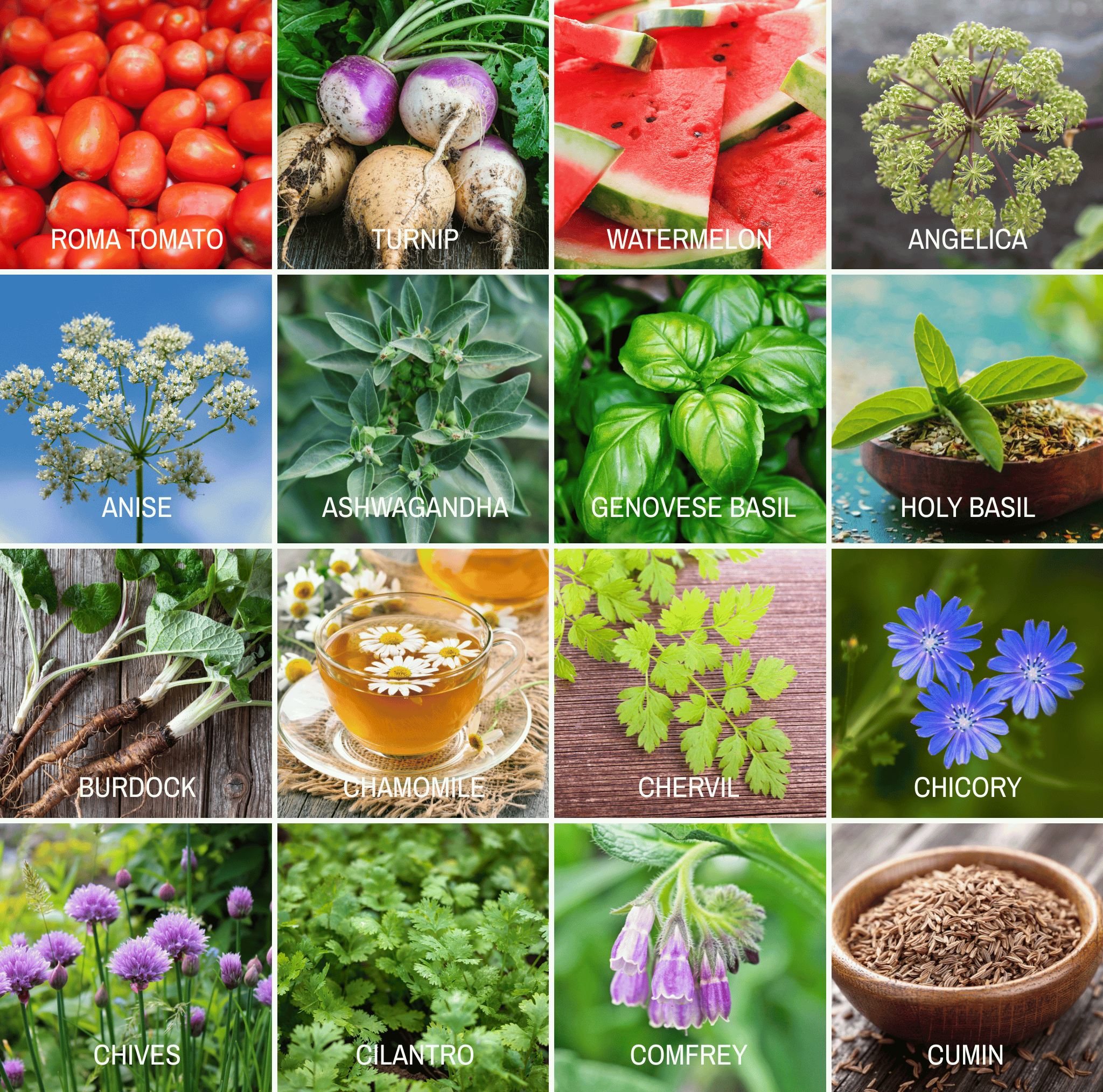 Community Garden Survival Seed Vault – 120 Seed Varieties seed packet from Seed Therapy – American - grown, heirloom seeds