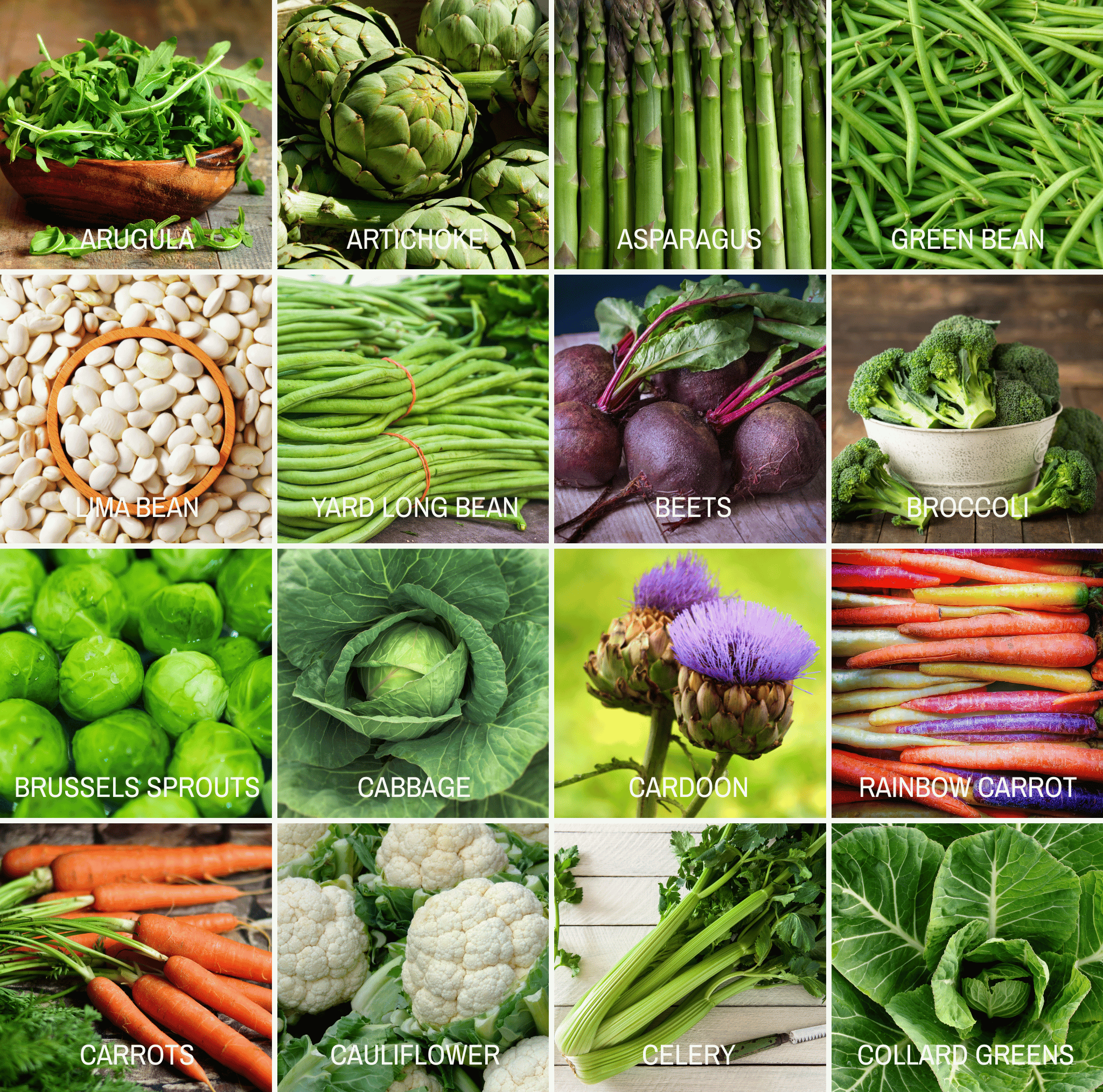 Community Garden Survival Seed Vault – 120 Seed Varieties seed packet from Seed Therapy – American - grown, heirloom seeds