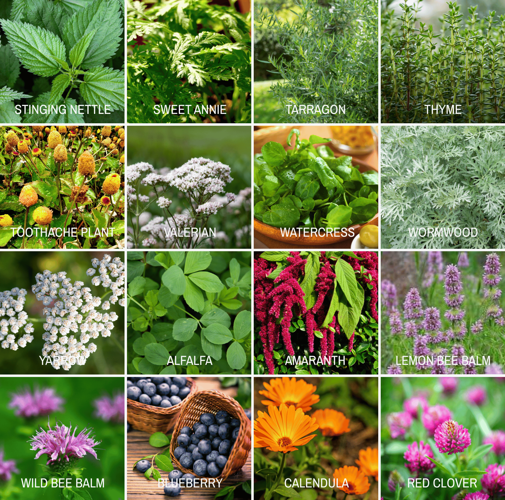 Community Garden Survival Seed Vault – 120 Seed Varieties seed packet from Seed Therapy – American - grown, heirloom seeds