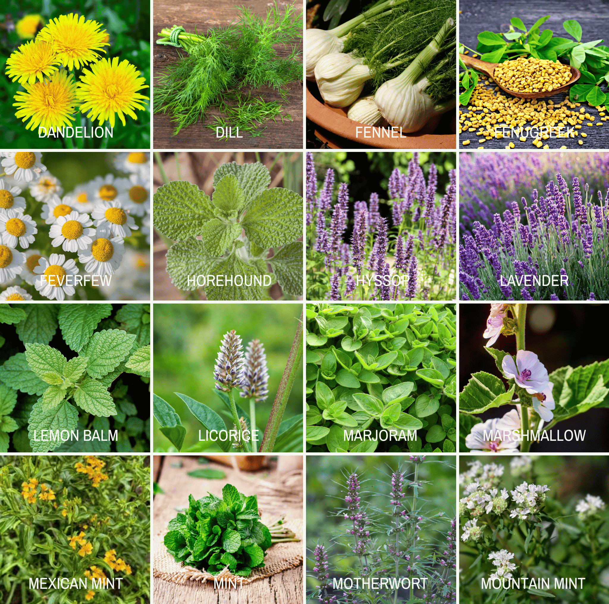 Community Garden Survival Seed Vault – 120 Seed Varieties seed packet from Seed Therapy – American - grown, heirloom seeds