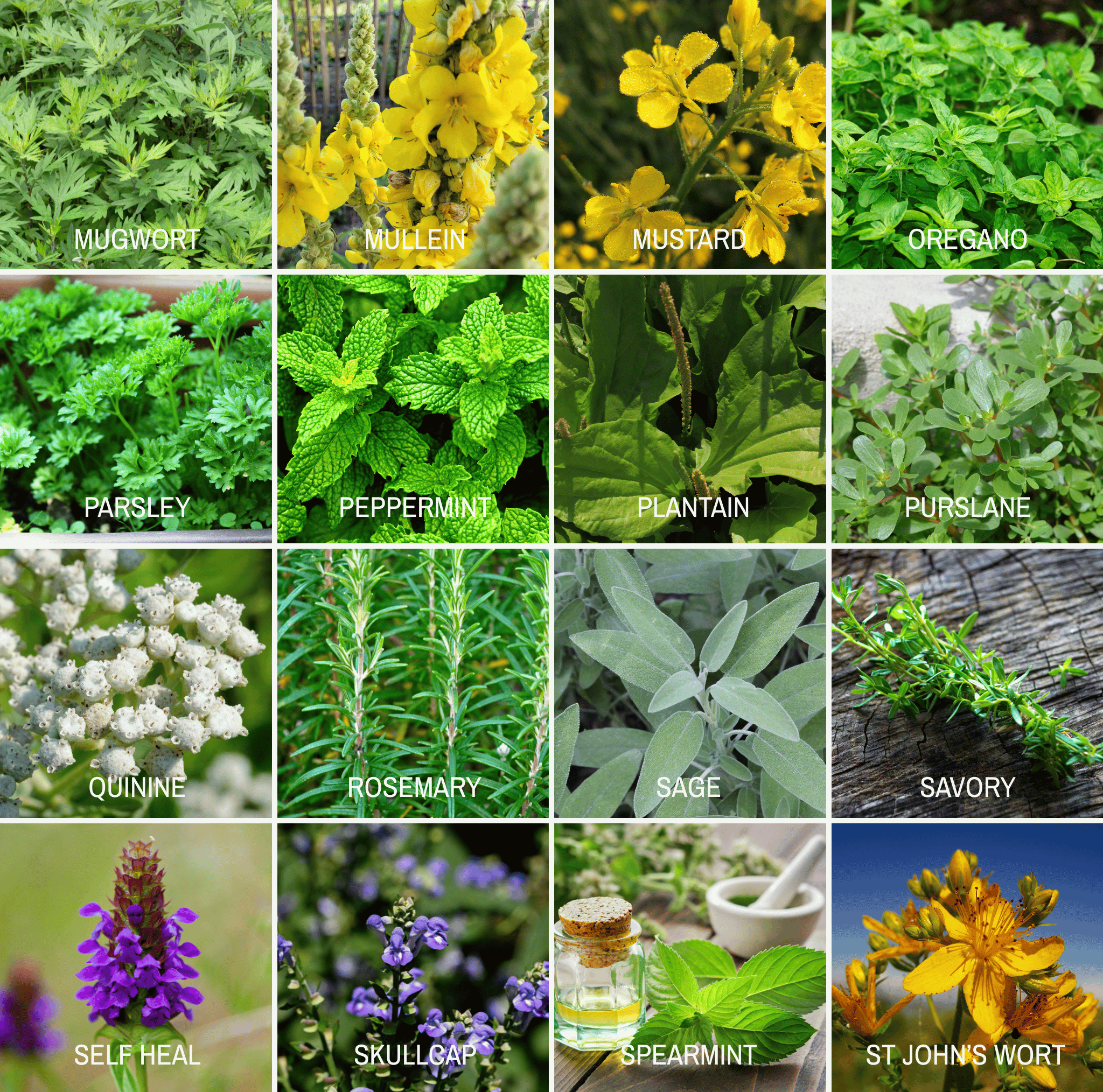 Community Garden Survival Seed Vault – 120 Seed Varieties seed packet from Seed Therapy – American - grown, heirloom seeds