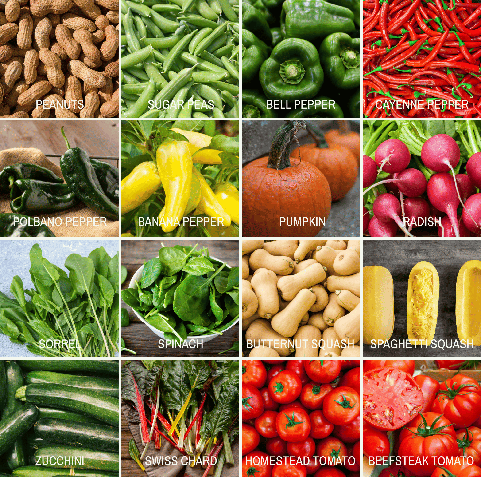 Community Garden Survival Seed Vault – 120 Seed Varieties seed packet from Seed Therapy – American - grown, heirloom seeds