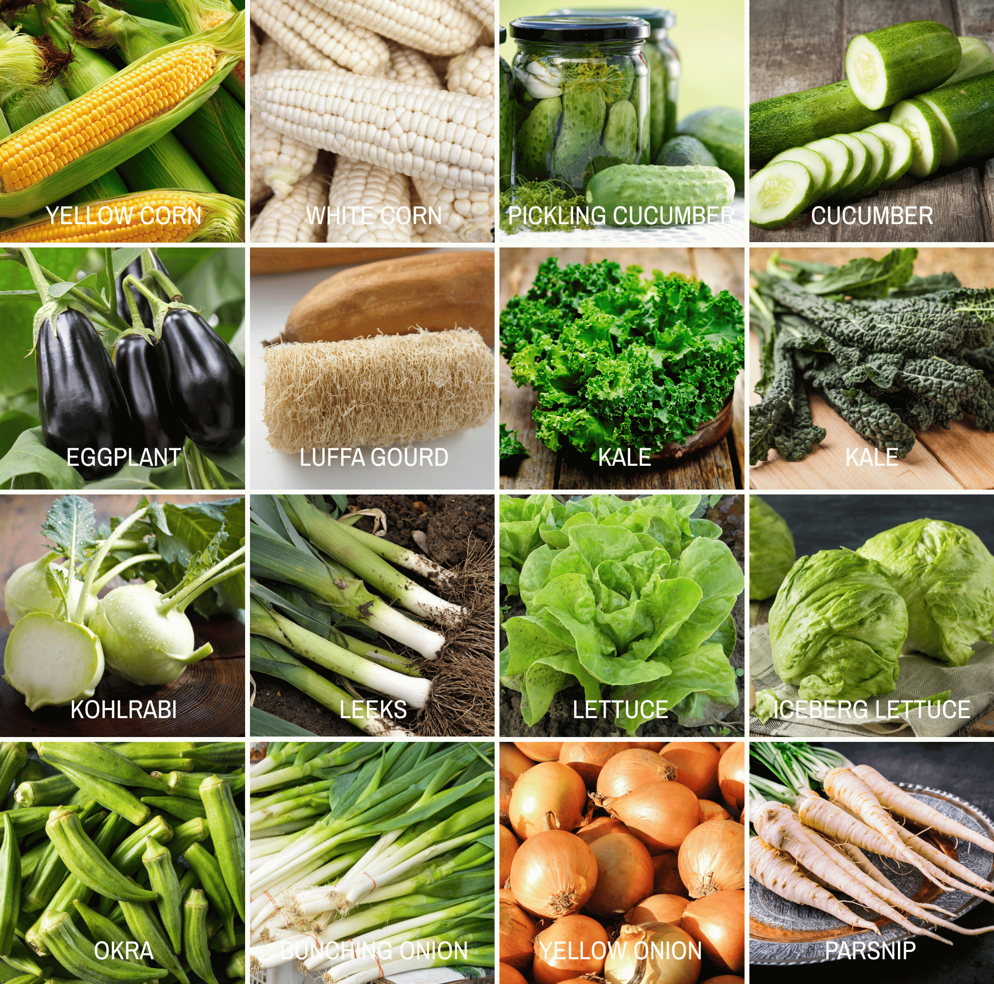 Community Garden Survival Seed Vault – 120 Seed Varieties seed packet from Seed Therapy – American - grown, heirloom seeds