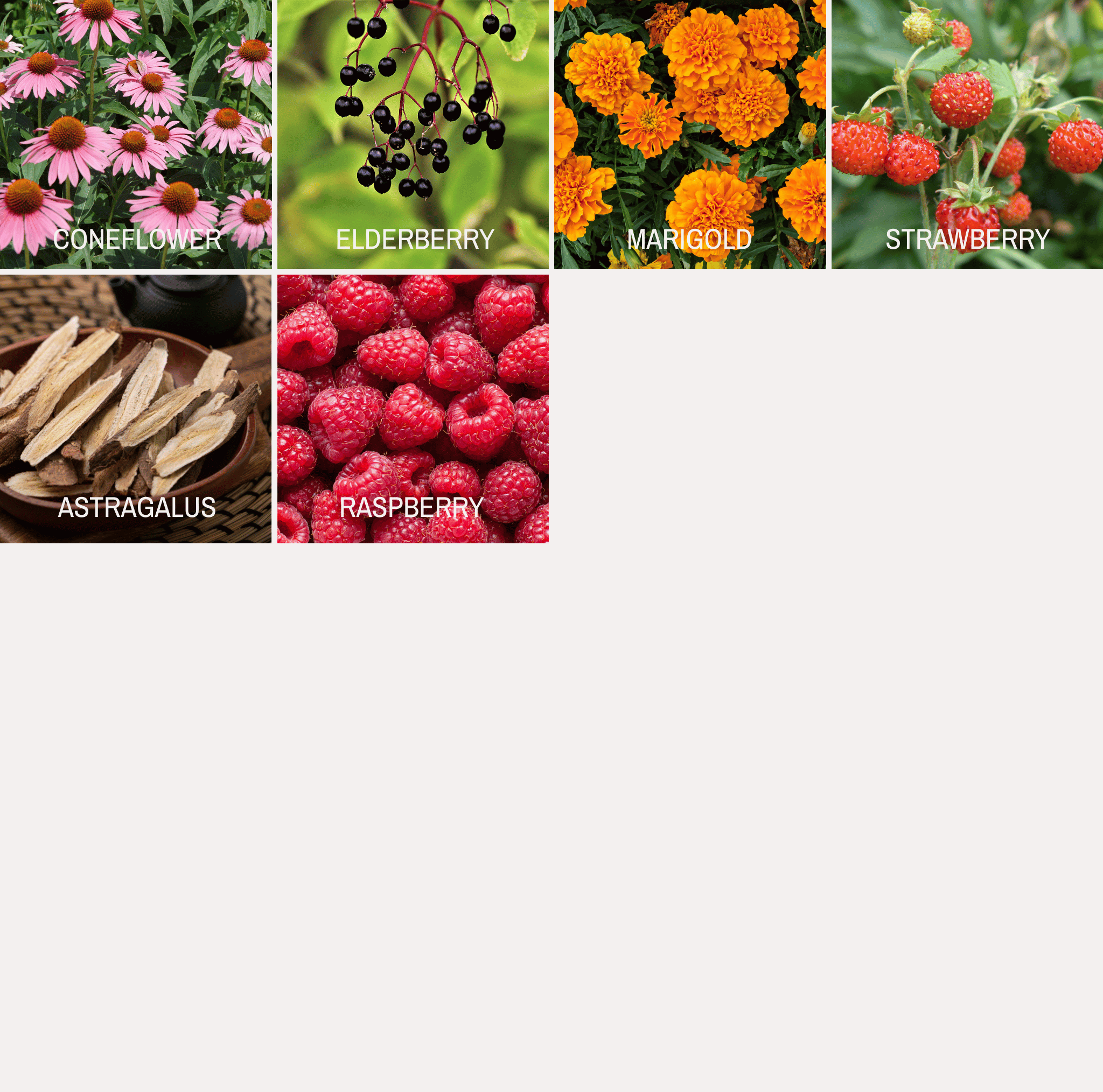 Community Garden Survival Seed Vault – 120 Seed Varieties seed packet from Seed Therapy – American - grown, heirloom seeds