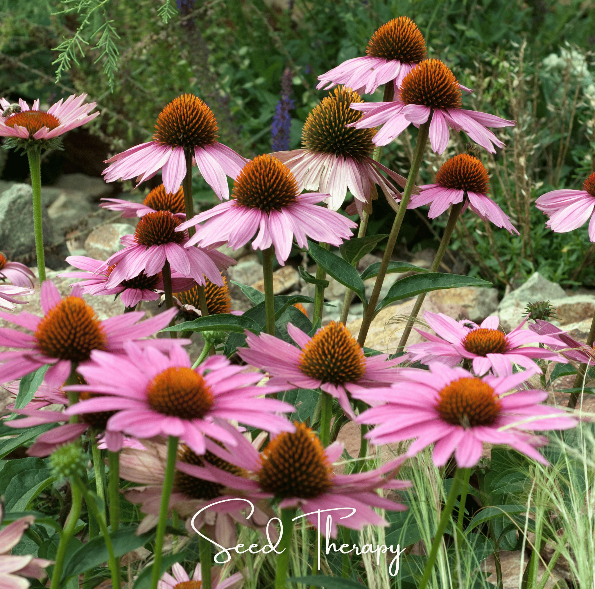 Coneflower, Purple - Echinacea (Echinacea Purpurea) - 100 Seeds seed packet from Seed Therapy – American - grown, heirloom seeds