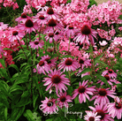 Coneflower, Purple - Echinacea (Echinacea Purpurea) - 100 Seeds seed packet from Seed Therapy – American - grown, heirloom seeds