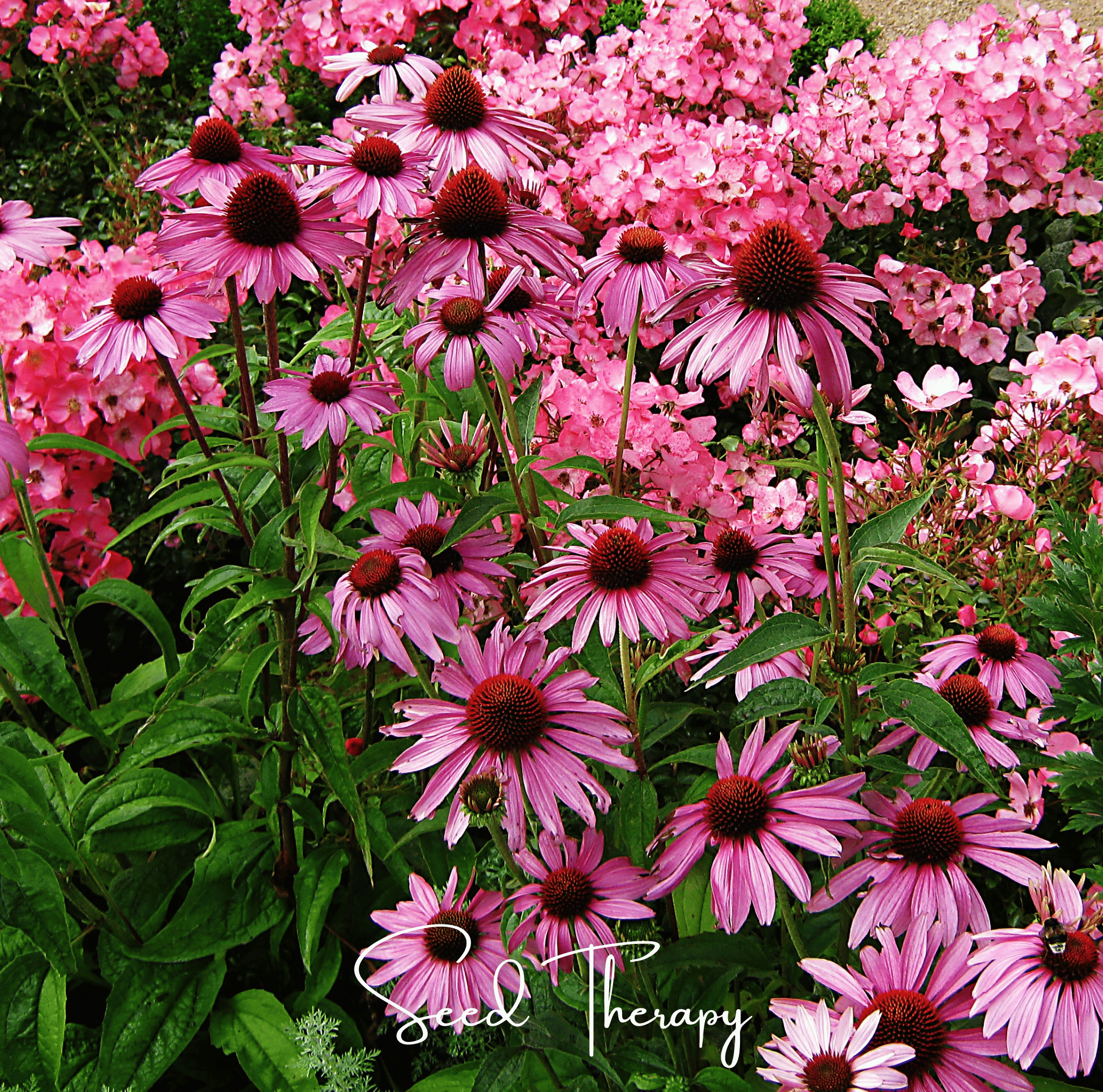 Coneflower, Purple - Echinacea (Echinacea Purpurea) - 100 Seeds seed packet from Seed Therapy – American - grown, heirloom seeds