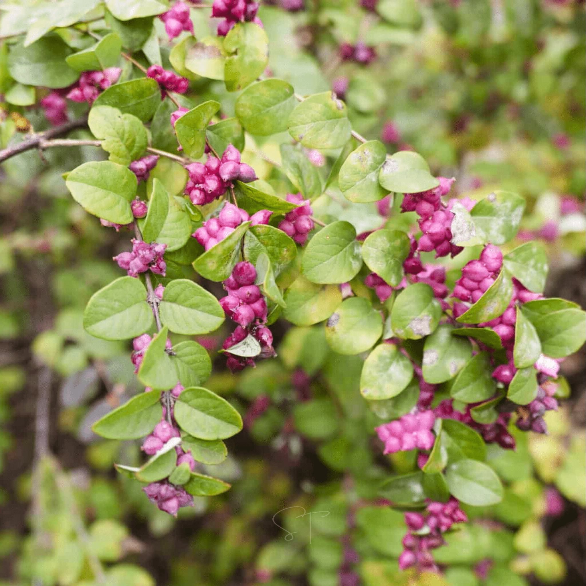 Coralberry – 30 Seeds seed packet from Seed Therapy – American - grown, heirloom seeds