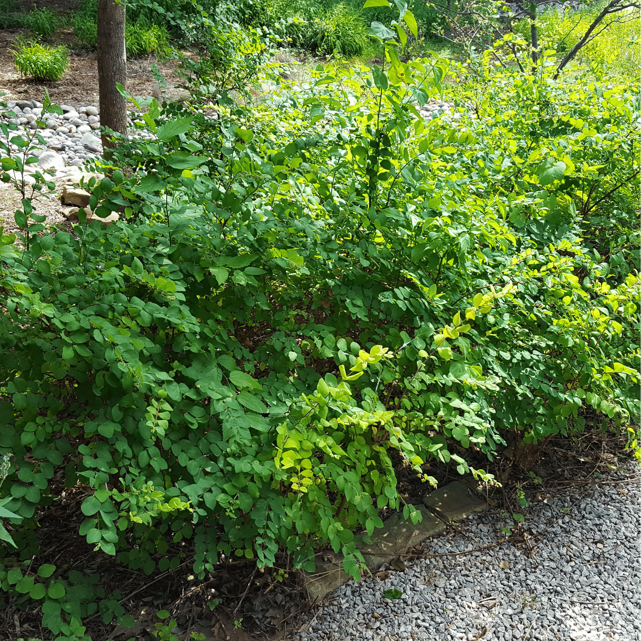 Coralberry – 30 Seeds seed packet from Seed Therapy – American - grown, heirloom seeds