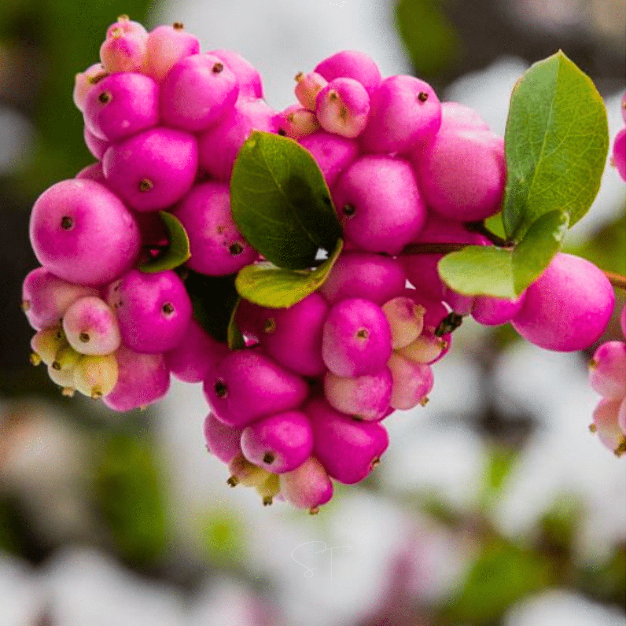 Coralberry – 30 Seeds seed packet from Seed Therapy – American - grown, heirloom seeds