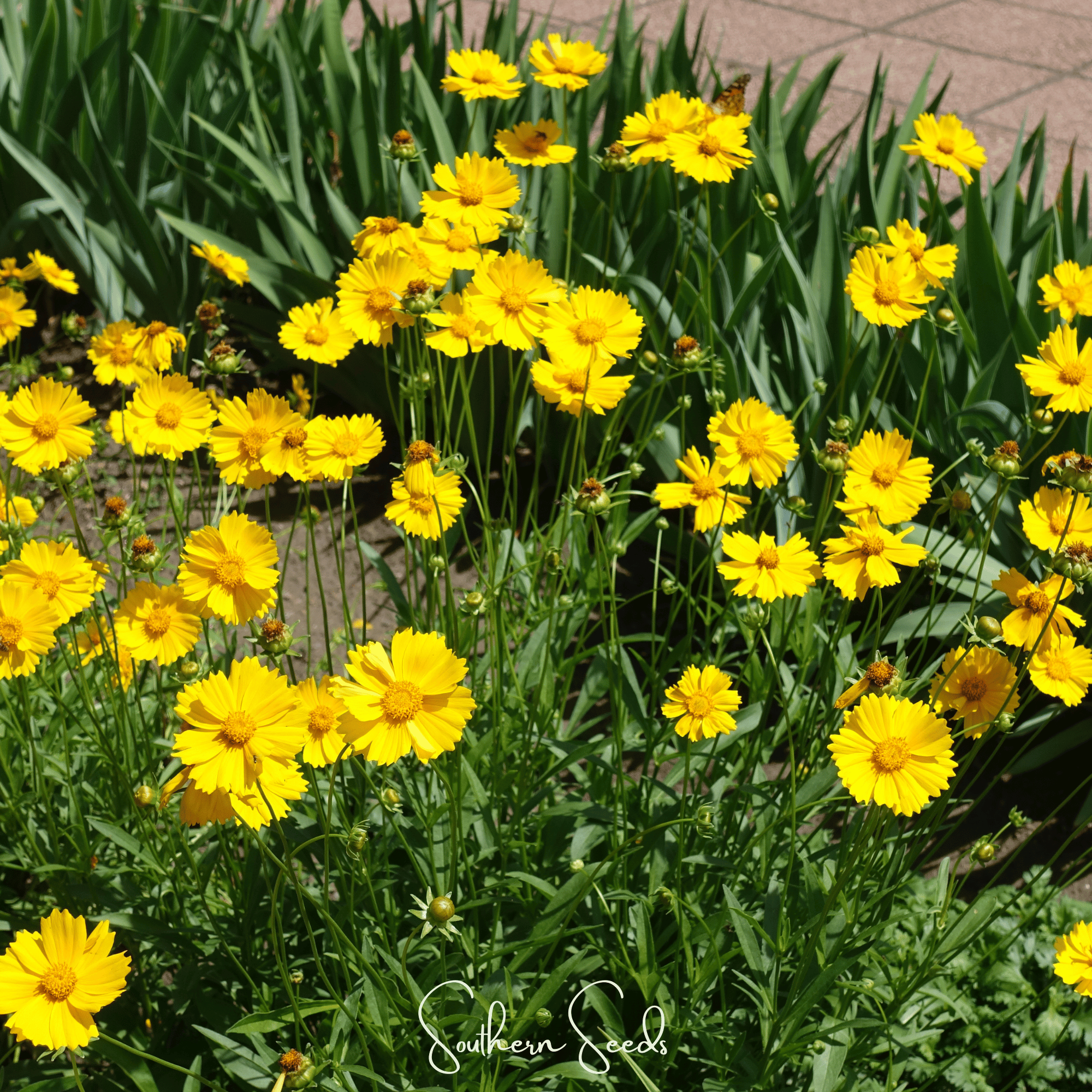 Coreopsis, Lance Leaf (Coreopsis lanceolata) - 100 Seeds seed packet from Seed Therapy – American - grown, heirloom seeds