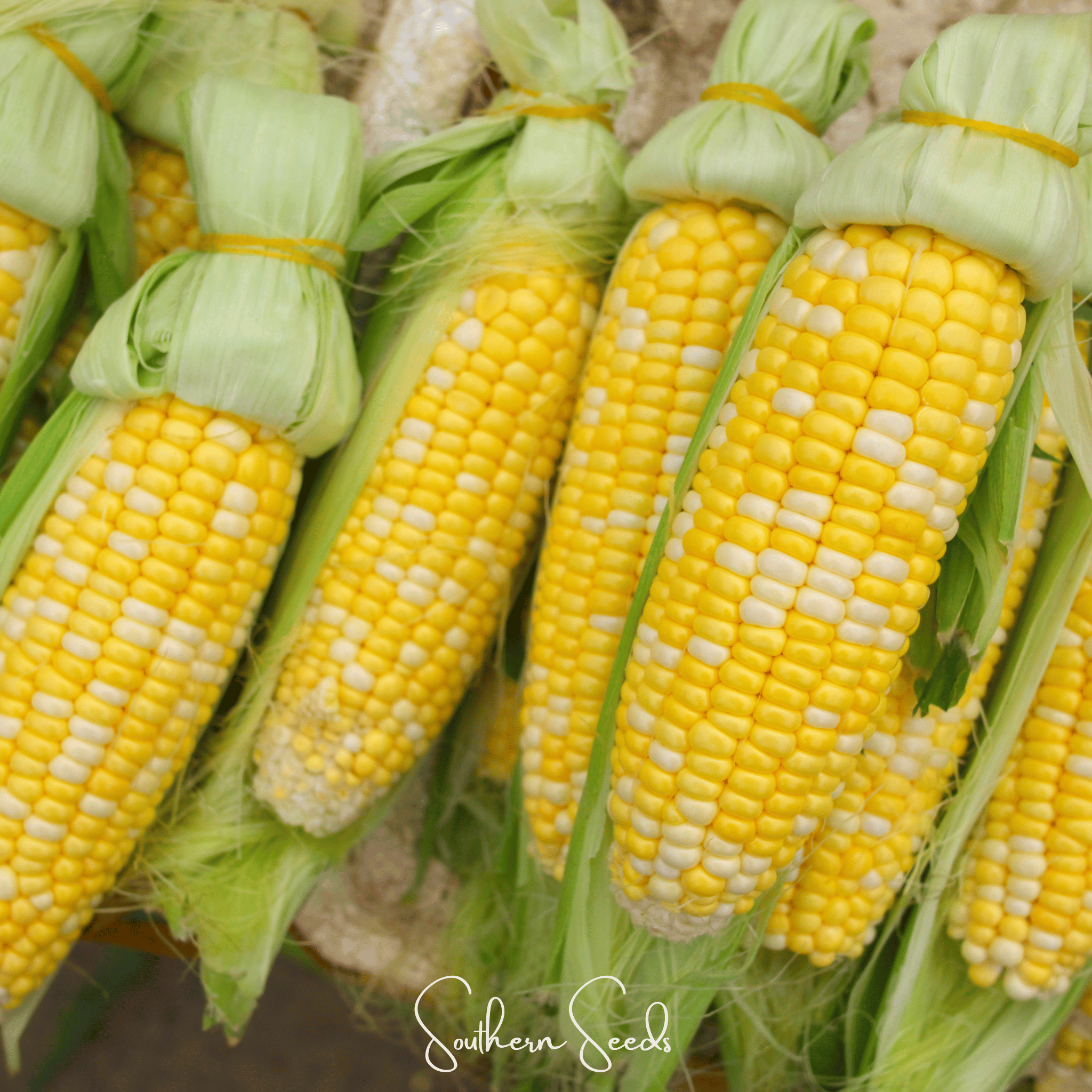 Corn, Ambrosia (Zea mays) - 60 Seeds seed packet from Seed Therapy – American - grown, heirloom seeds