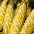Corn, Ambrosia (Zea mays) - 60 Seeds seed packet from Seed Therapy – American - grown, heirloom seeds