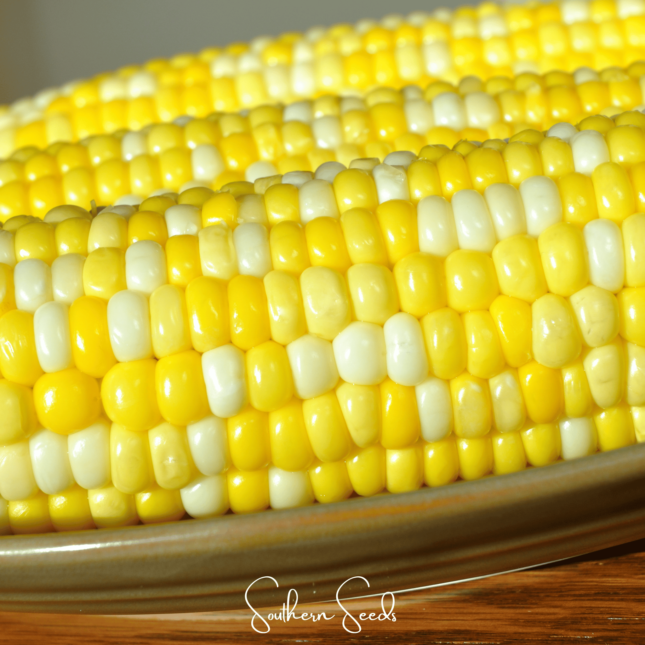 Corn, Ambrosia (Zea mays) - 60 Seeds seed packet from Seed Therapy – American - grown, heirloom seeds