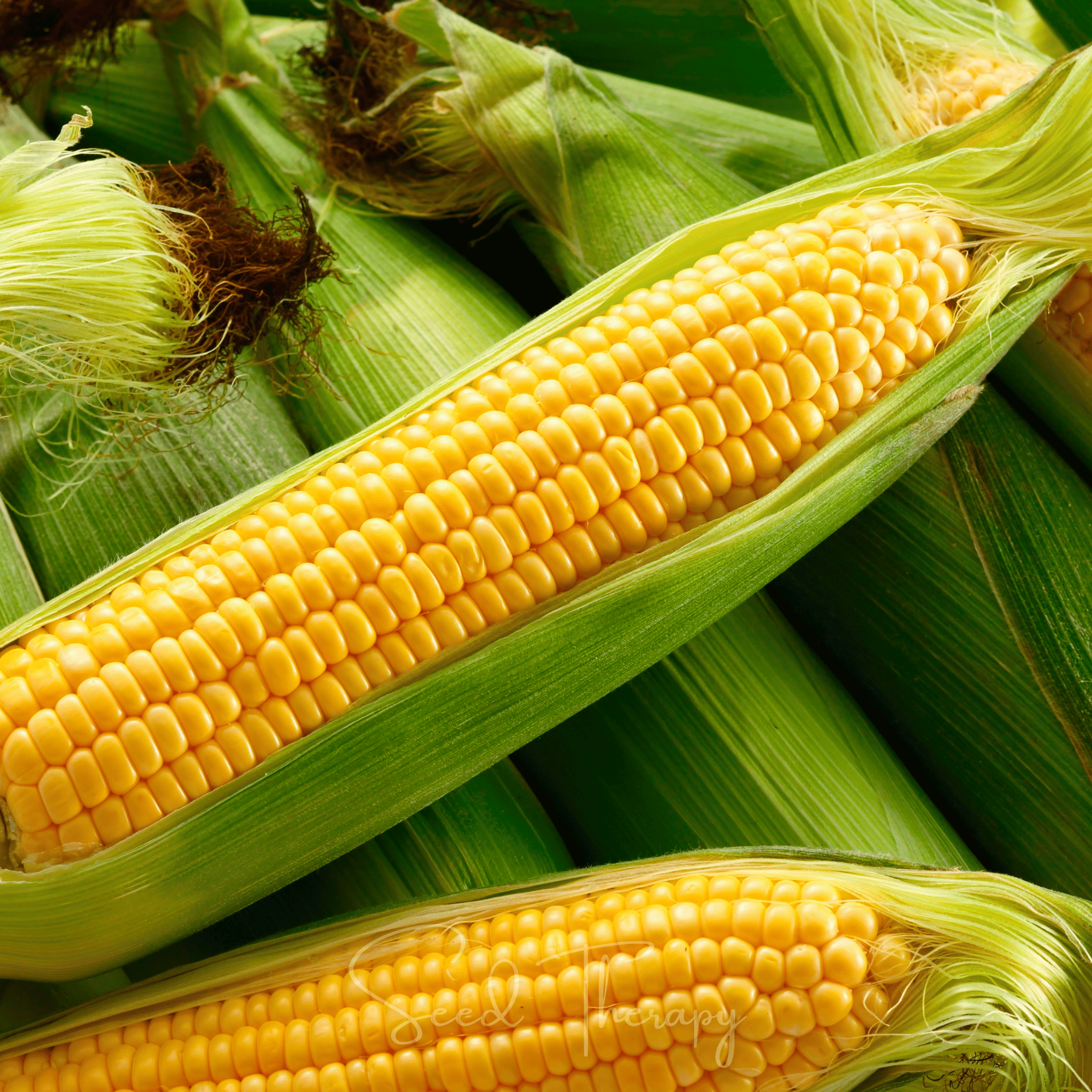 Corn, Kandy Korn (Zea mays) - 60 Seeds seed packet from Seed Therapy – American - grown, heirloom seeds