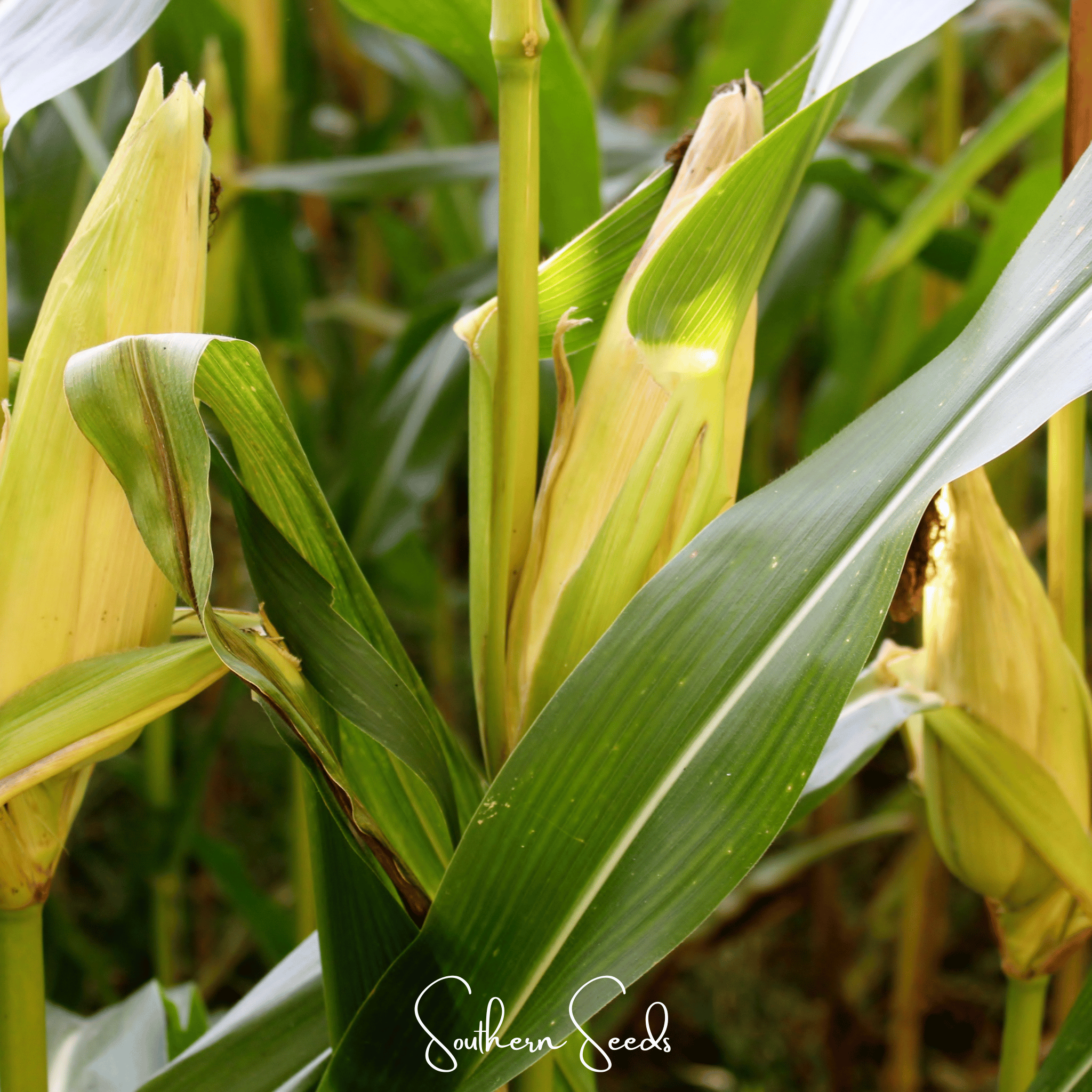 Corn, Kandy Korn (Zea mays) - 60 Seeds seed packet from Seed Therapy – American - grown, heirloom seeds