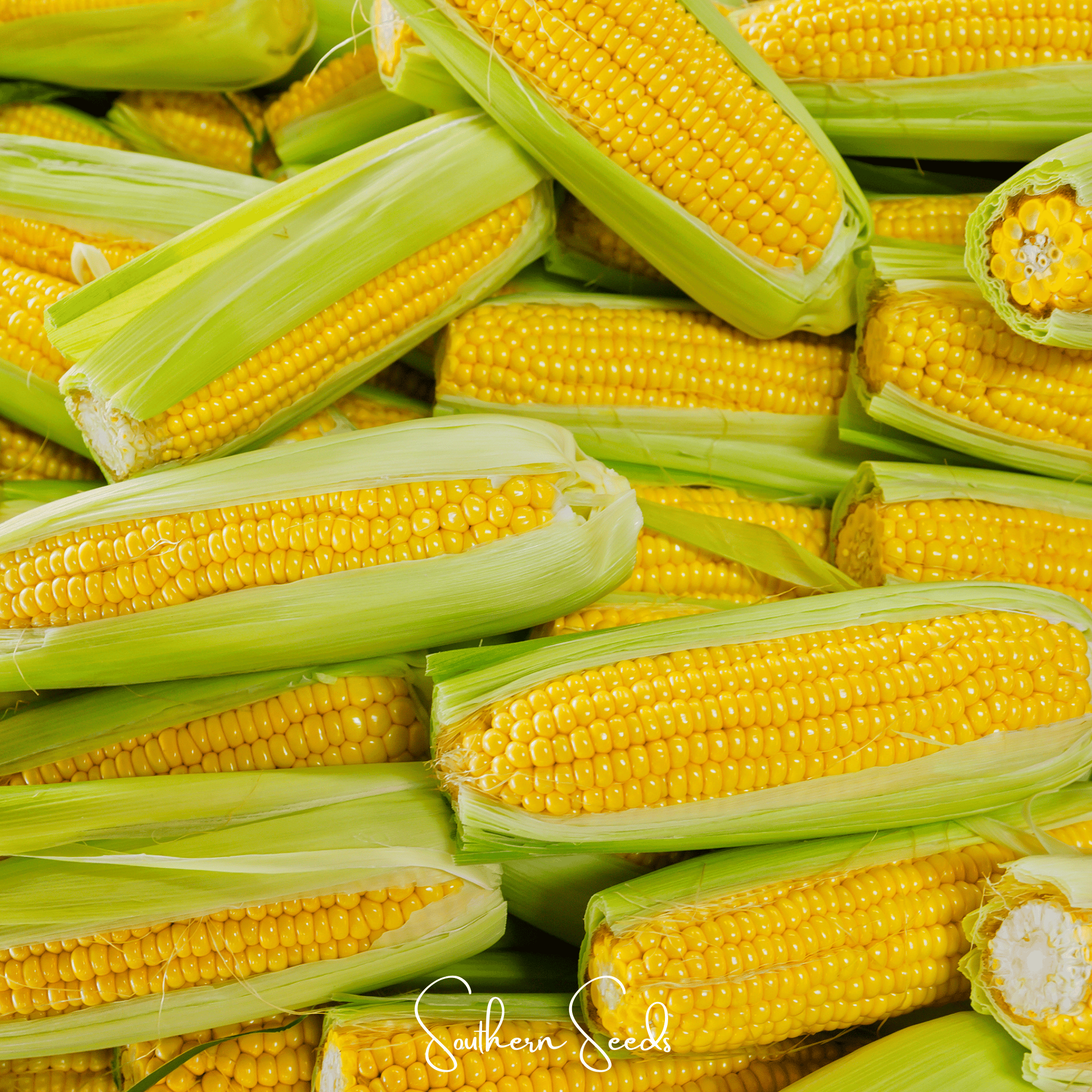 Corn, Kandy Korn (Zea mays) - 60 Seeds seed packet from Seed Therapy – American - grown, heirloom seeds