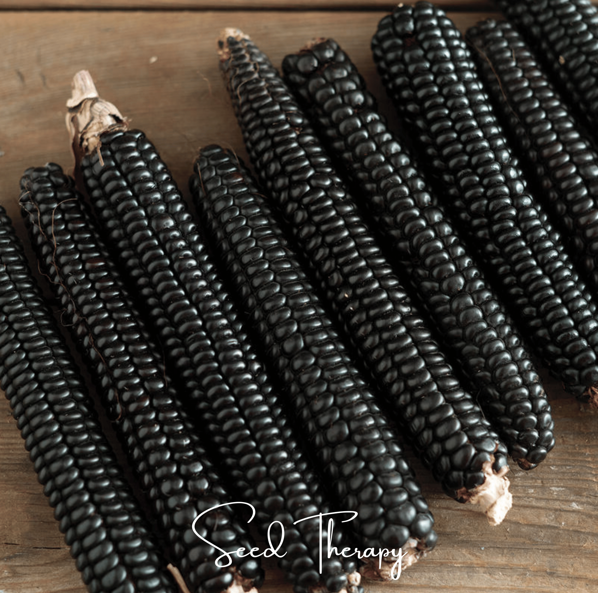 Corn, Morado Montana Maize (Zea mays) - 25 Seeds seed packet from Seed Therapy – American - grown, heirloom seeds