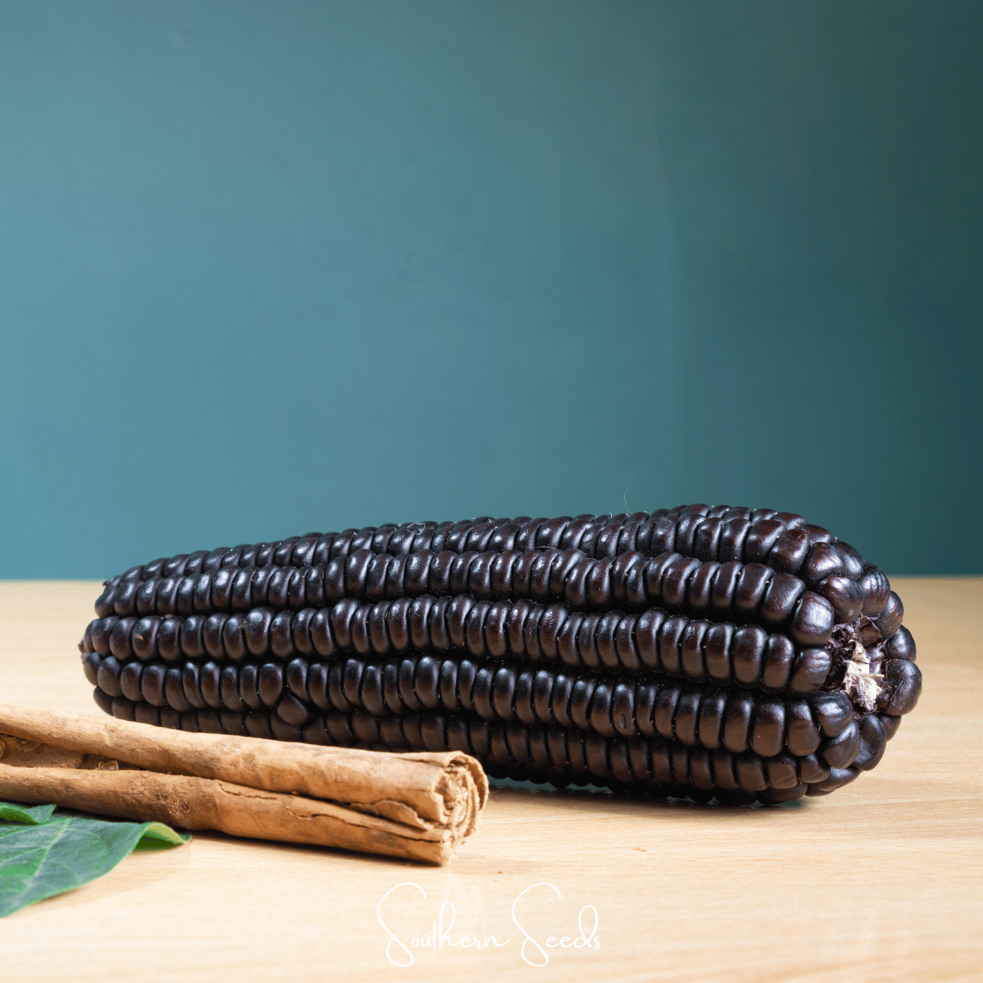 Corn, Morado Montana Maize (Zea mays) - 25 Seeds seed packet from Seed Therapy – American - grown, heirloom seeds