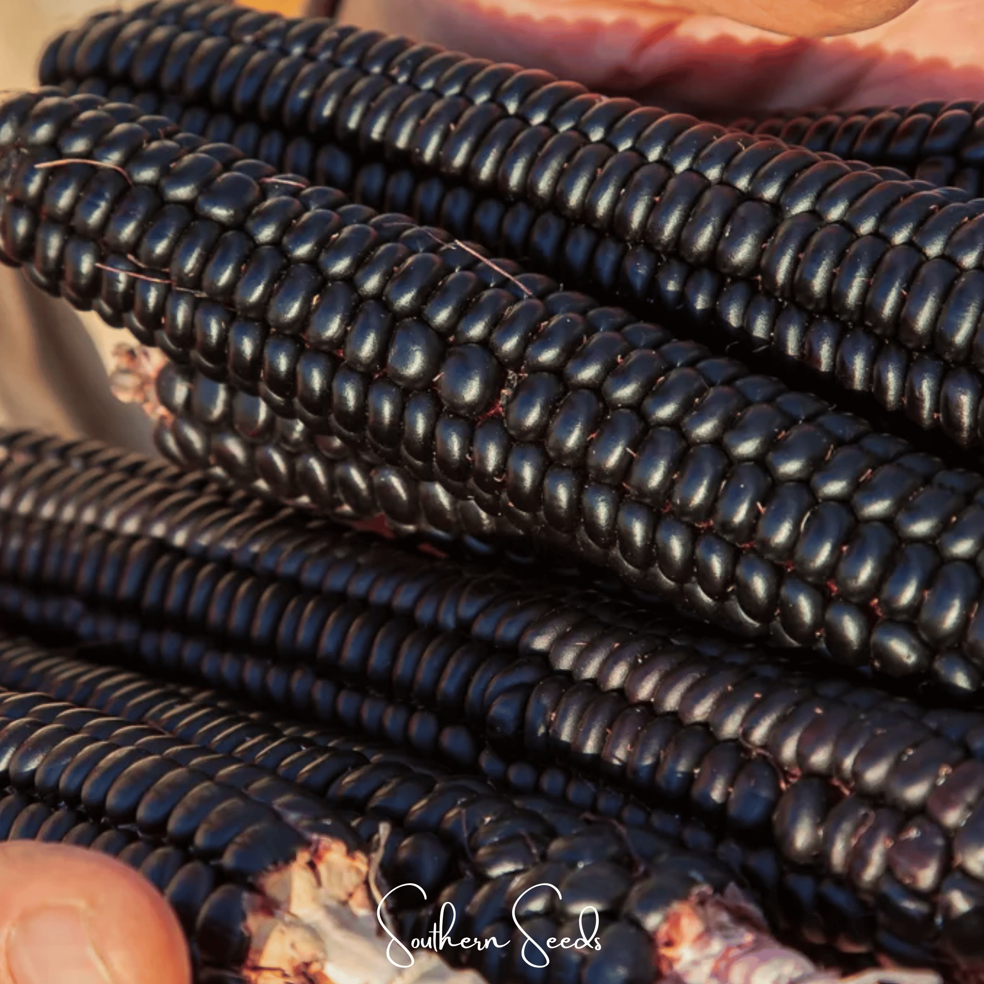 Corn, Morado Montana Maize (Zea mays) - 25 Seeds seed packet from Seed Therapy – American - grown, heirloom seeds