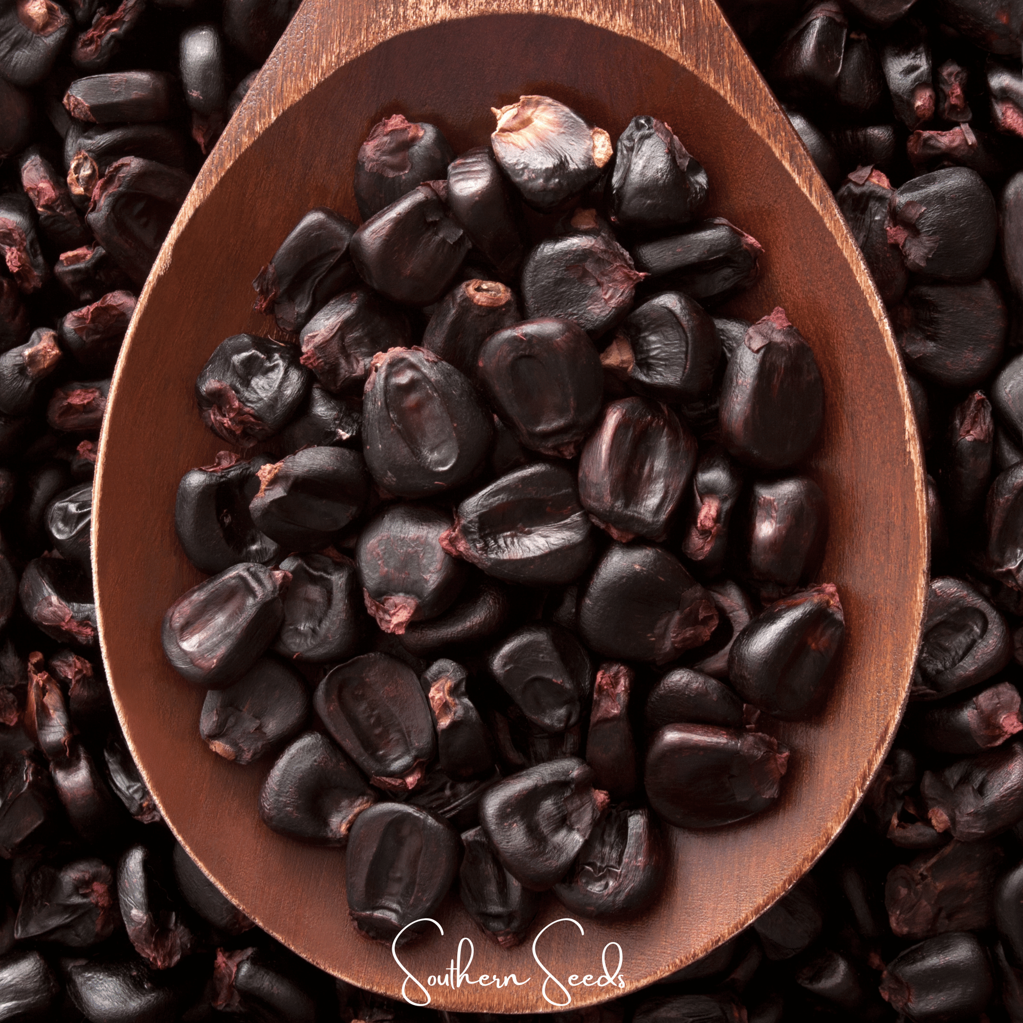 Corn, Morado Montana Maize (Zea mays) - 25 Seeds seed packet from Seed Therapy – American - grown, heirloom seeds