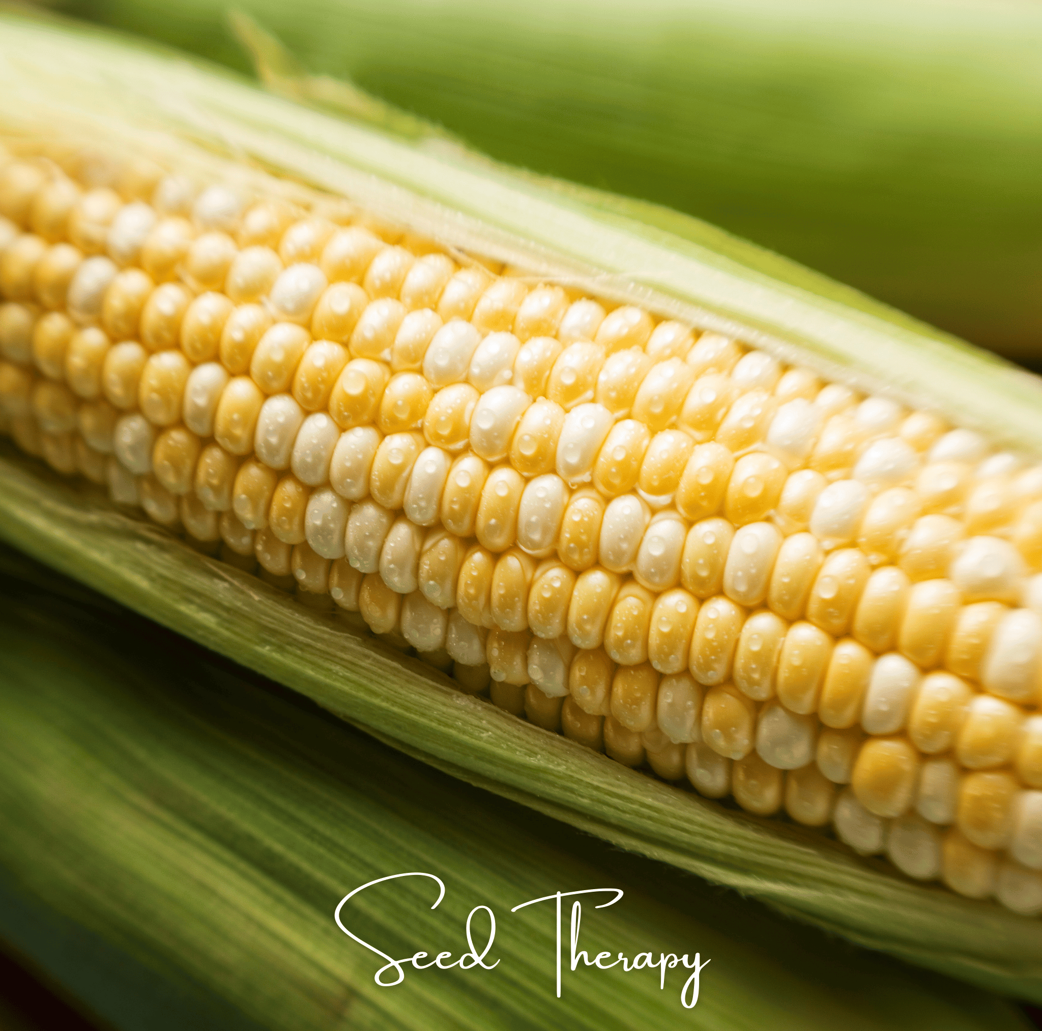 Corn, Peaches & Cream (Zea mays) - 30 Seeds seed packet from Seed Therapy – American - grown, heirloom seeds