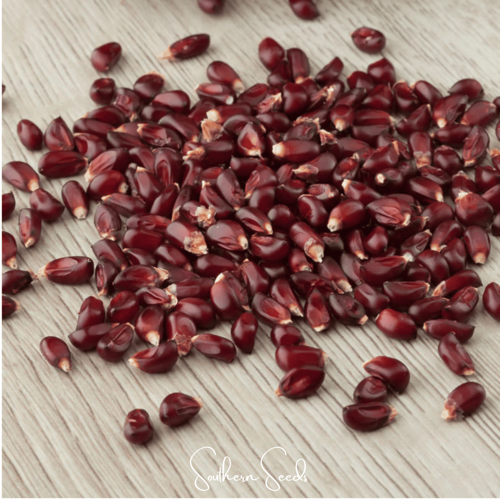 Corn, Strawberry (Zea mays) - 30 Seeds seed packet from Seed Therapy – American - grown, heirloom seeds