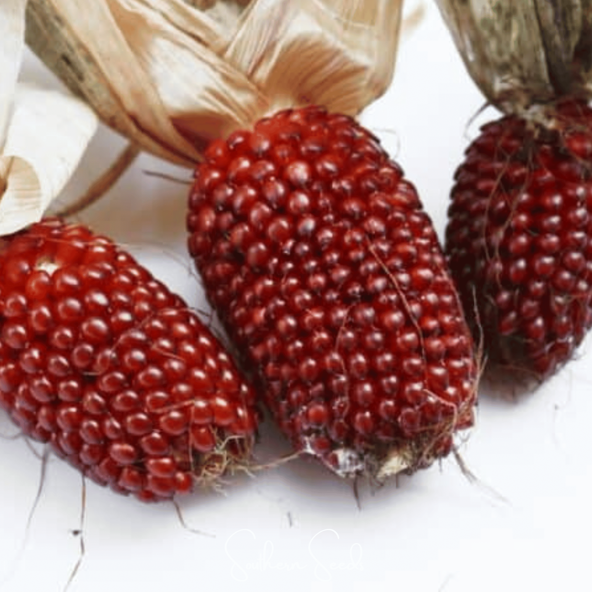 Corn, Strawberry (Zea mays) - 30 Seeds seed packet from Seed Therapy – American - grown, heirloom seeds