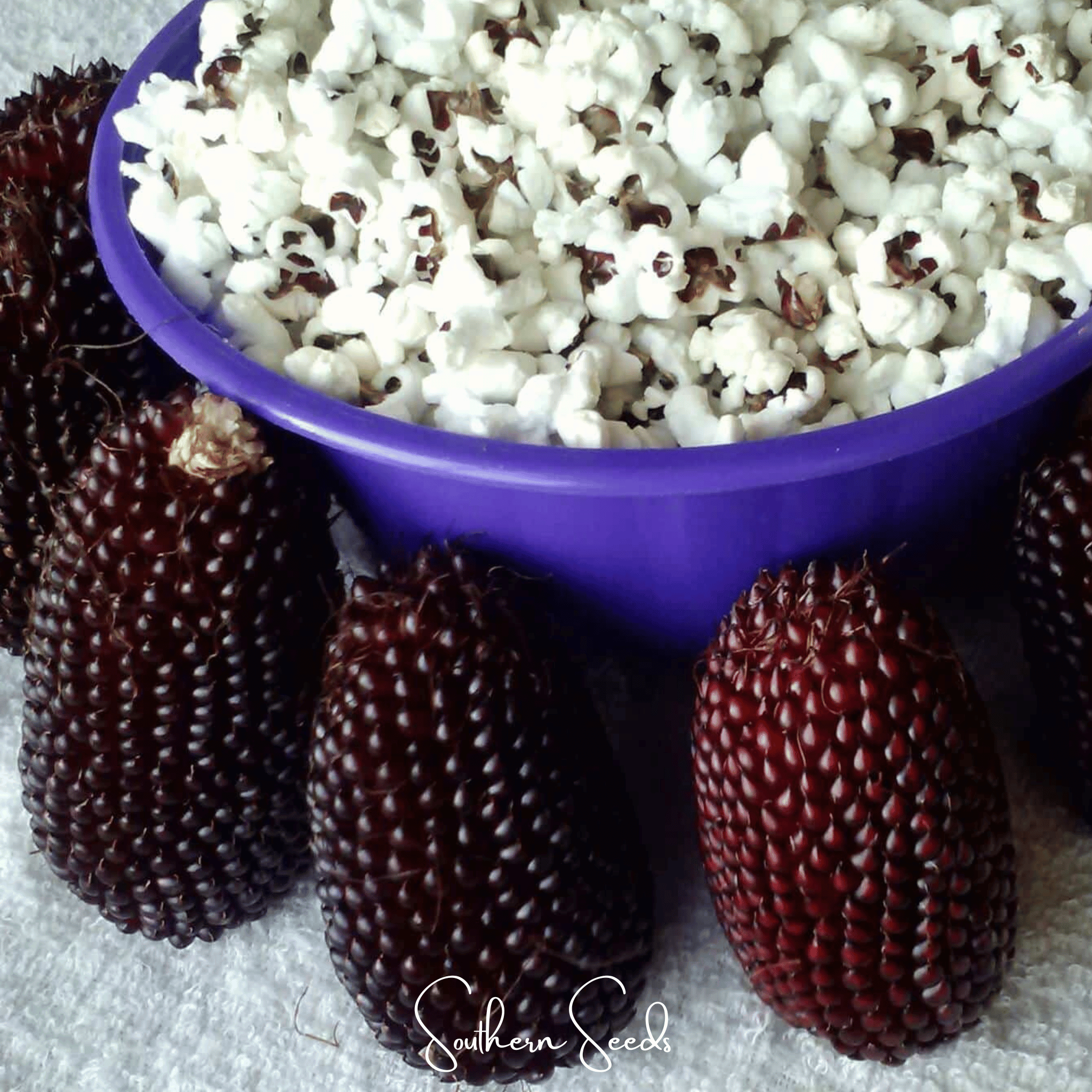 Corn, Strawberry (Zea mays) - 30 Seeds seed packet from Seed Therapy – American - grown, heirloom seeds