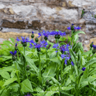 Cornflower, Montana (Centaurea montana) - 30 Seeds seed packet from Seed Therapy – American - grown, heirloom seeds