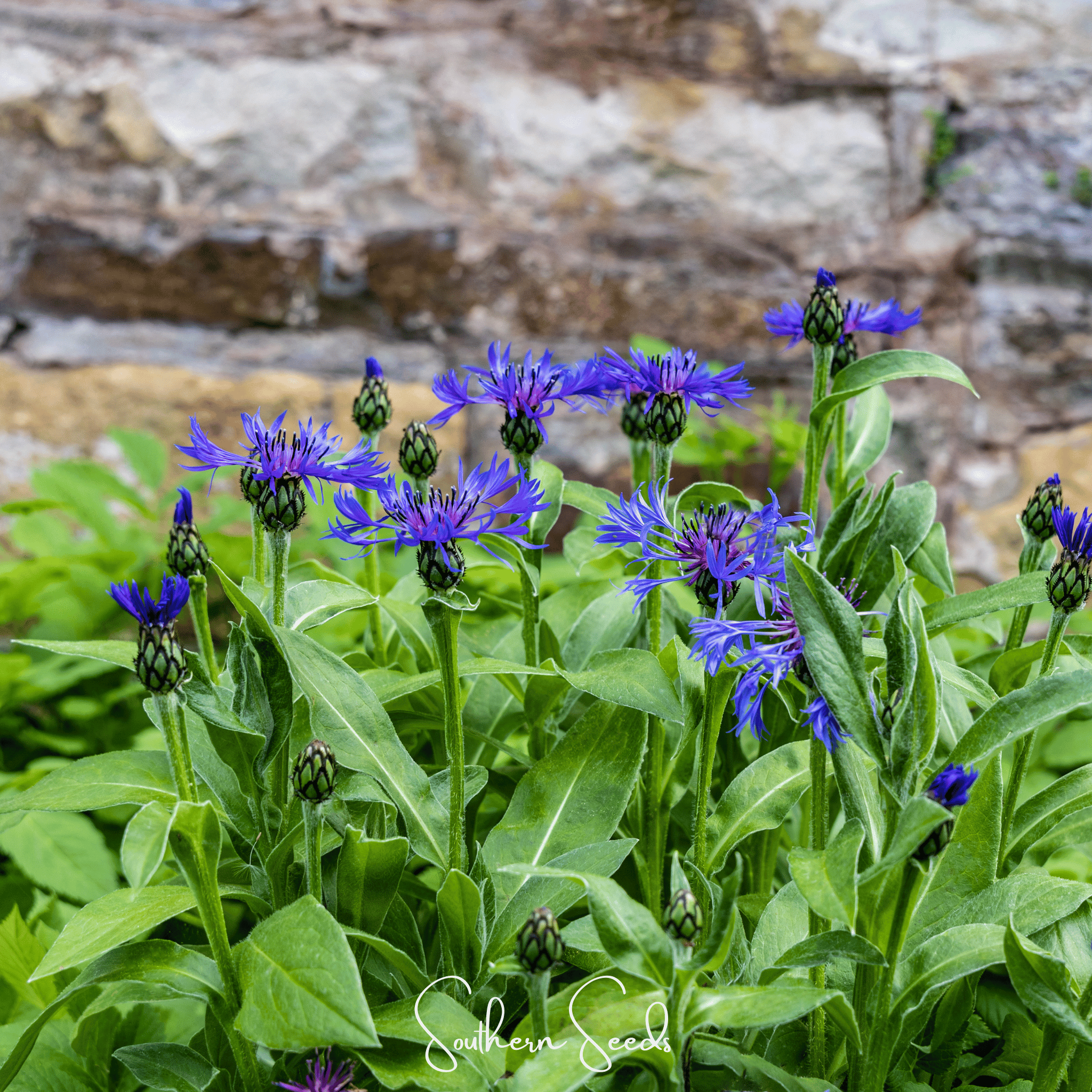 Cornflower, Montana (Centaurea montana) - 30 Seeds seed packet from Seed Therapy – American - grown, heirloom seeds