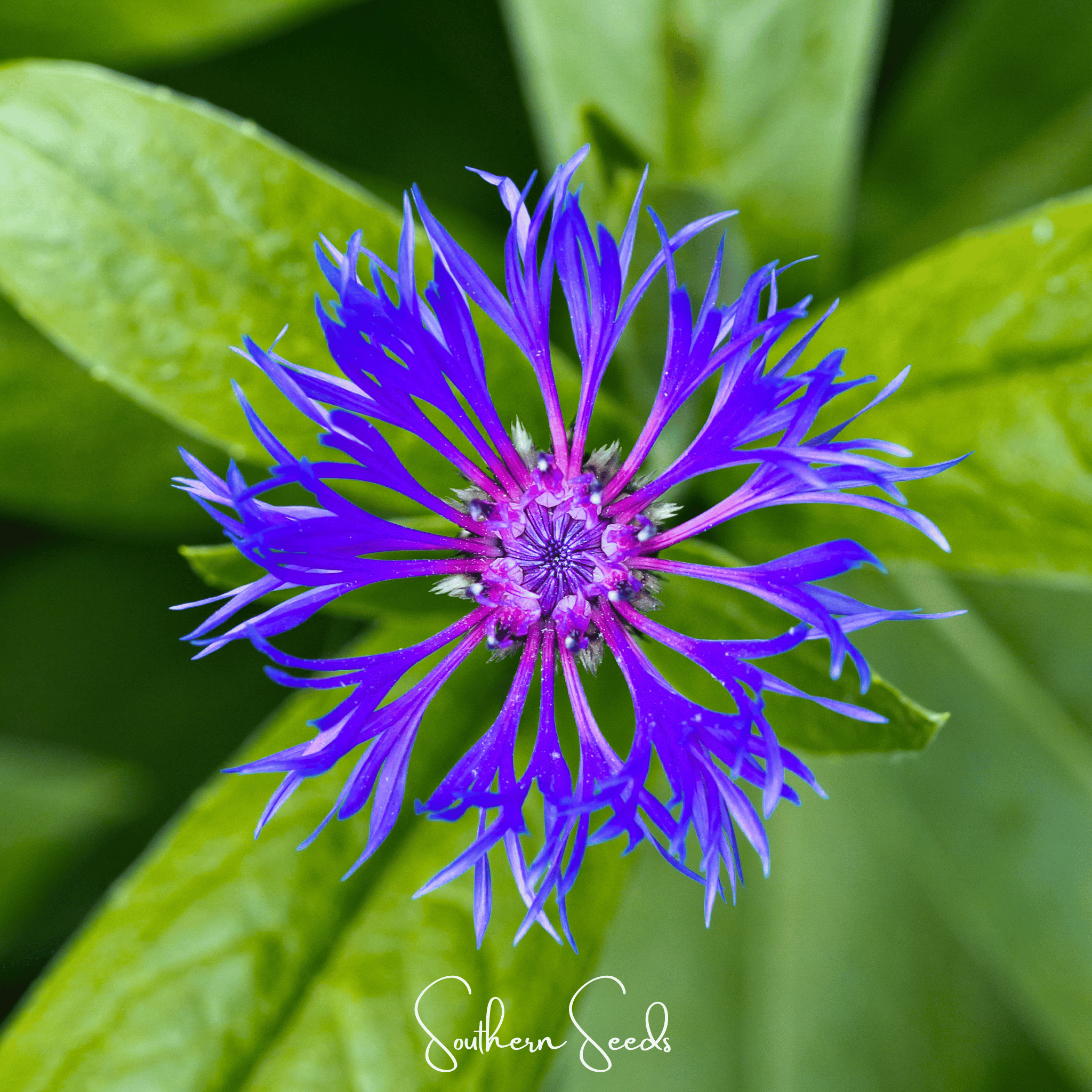 Cornflower, Montana (Centaurea montana) - 30 Seeds seed packet from Seed Therapy – American - grown, heirloom seeds