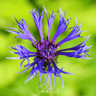Cornflower, Montana (Centaurea montana) - 30 Seeds seed packet from Seed Therapy – American - grown, heirloom seeds