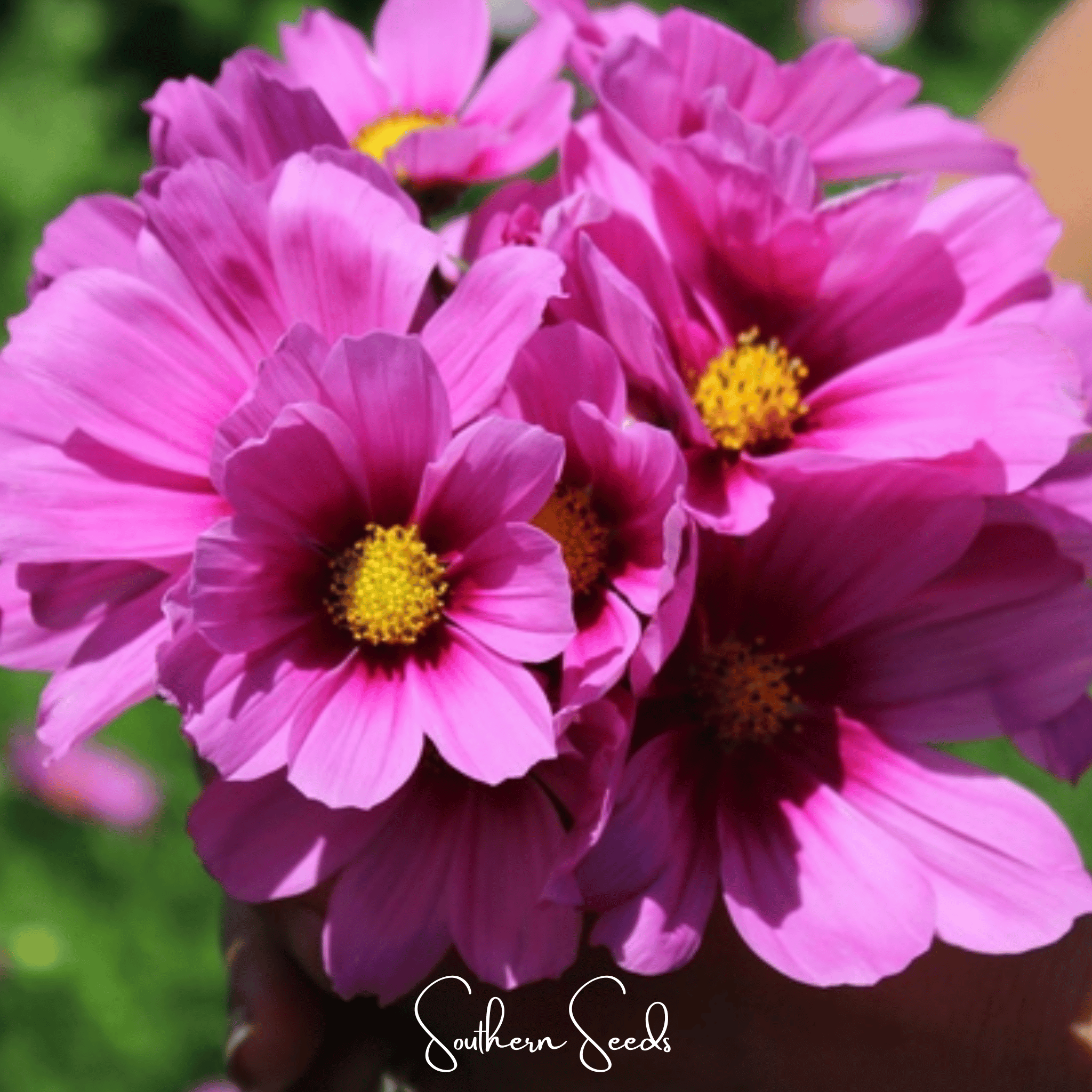 Cosmos, Radiance (Cosmos bipinnatus) - 100 Seeds seed packet from Seed Therapy – American - grown, heirloom seeds