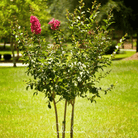 Crape Myrtle (Lagerstroemia indica) - 50 Seeds seed packet from Seed Therapy – American - grown, heirloom seeds
