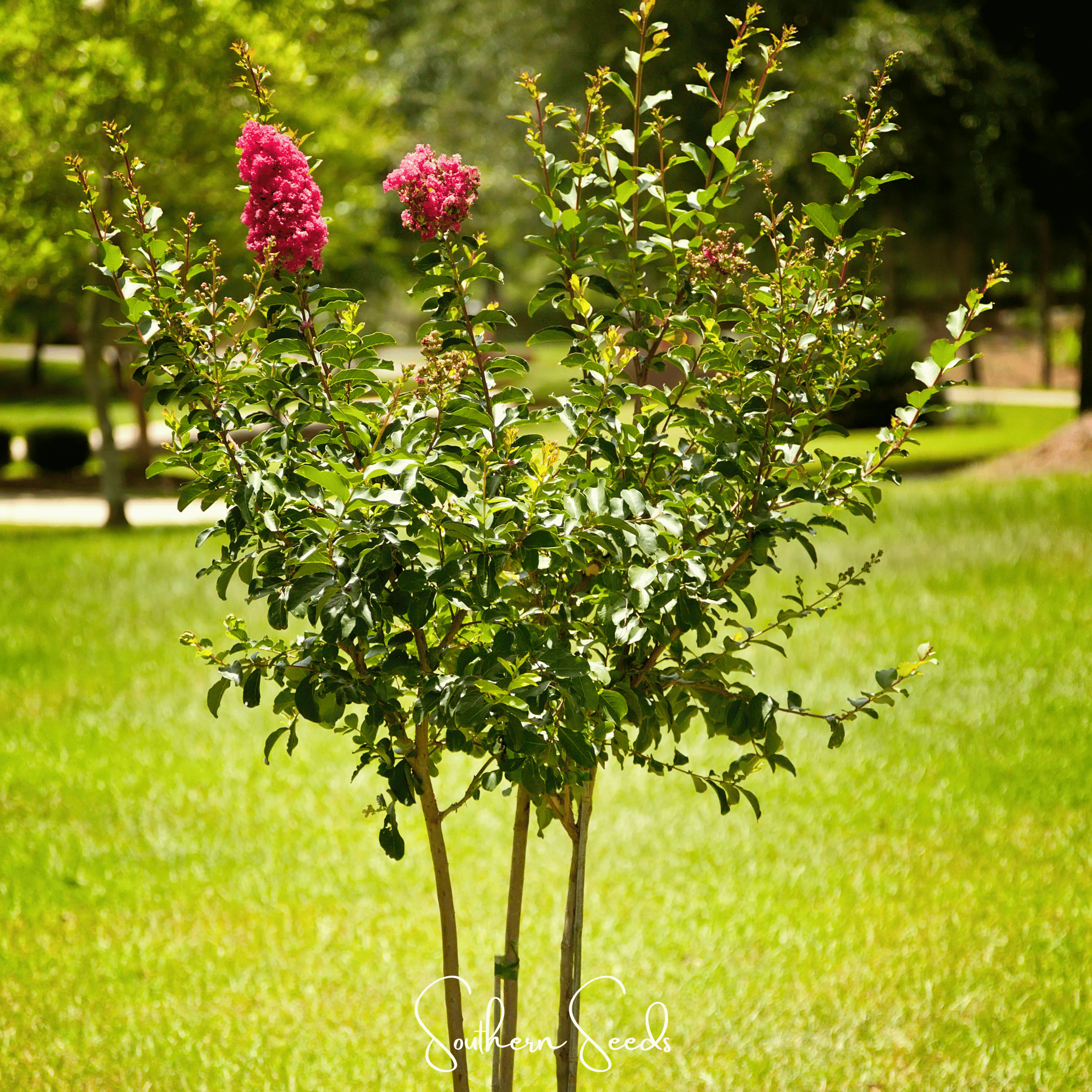 Crape Myrtle (Lagerstroemia indica) - 50 Seeds seed packet from Seed Therapy – American - grown, heirloom seeds
