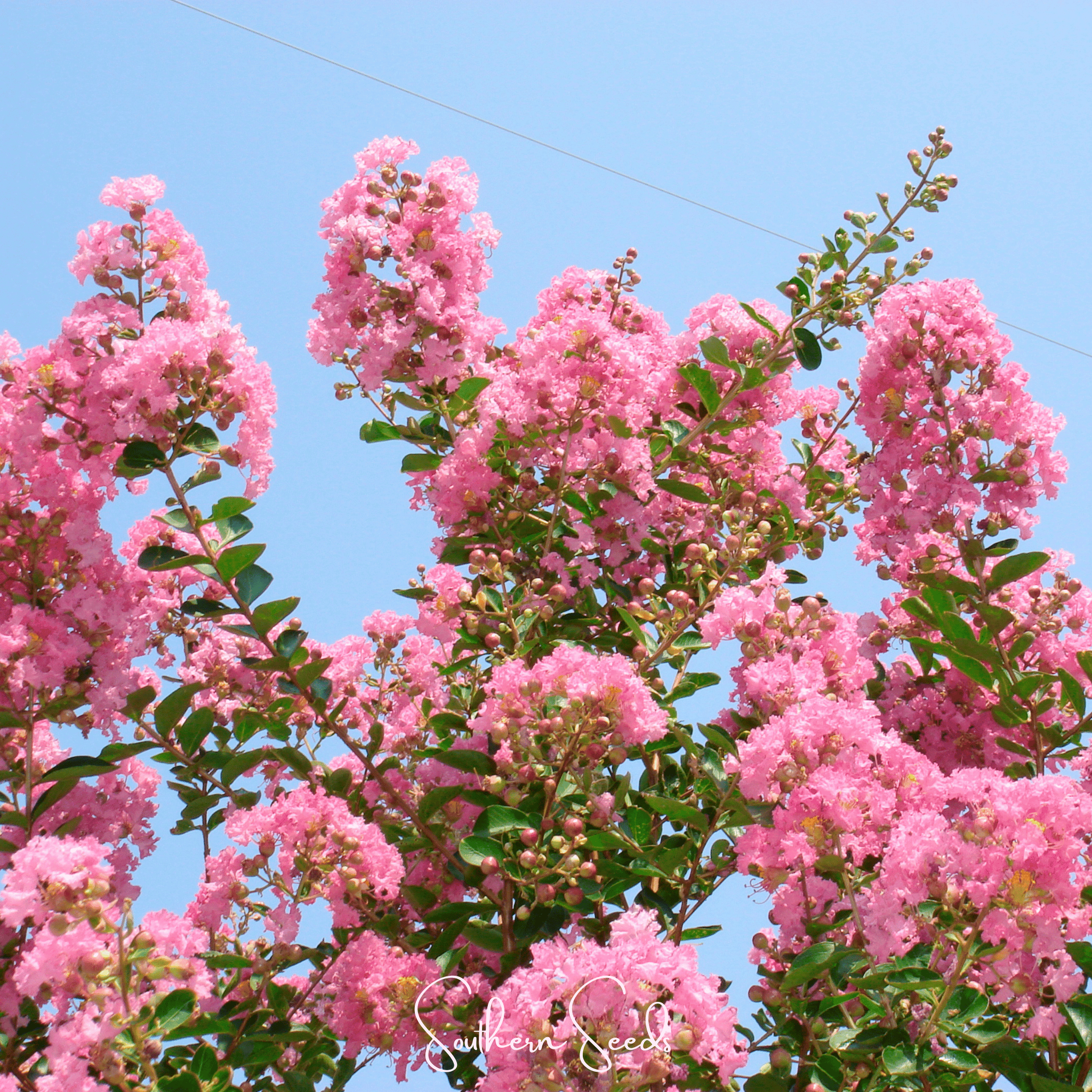 Crape Myrtle (Lagerstroemia indica) - 50 Seeds seed packet from Seed Therapy – American - grown, heirloom seeds