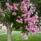 Crape Myrtle (Lagerstroemia indica) - 50 Seeds seed packet from Seed Therapy – American - grown, heirloom seeds