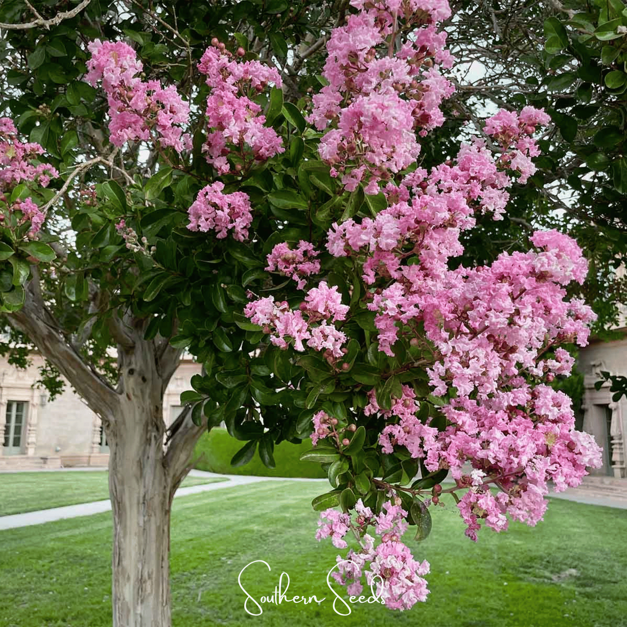 Crape Myrtle (Lagerstroemia indica) - 50 Seeds seed packet from Seed Therapy – American - grown, heirloom seeds