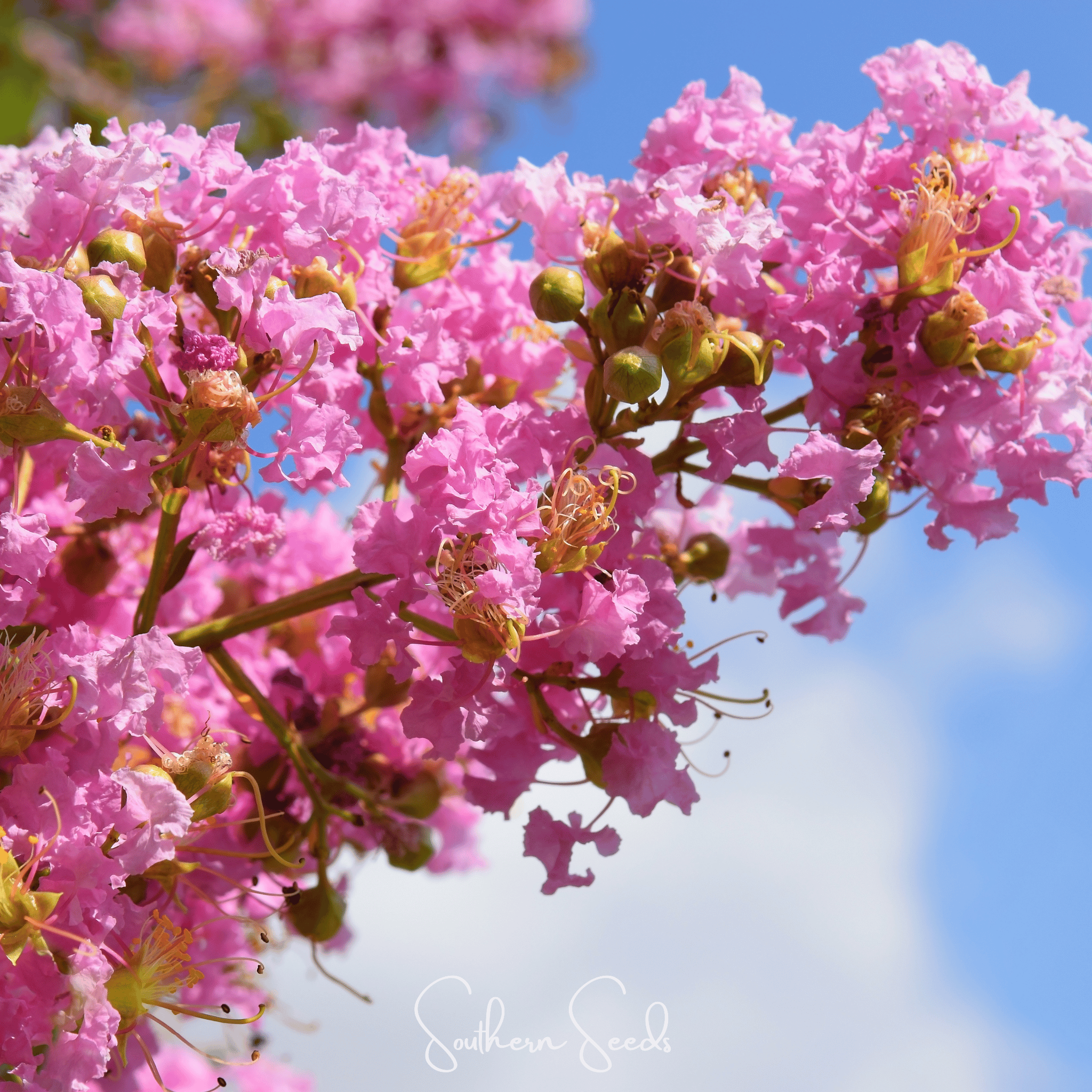 Crape Myrtle (Lagerstroemia indica) - 50 Seeds seed packet from Seed Therapy – American - grown, heirloom seeds