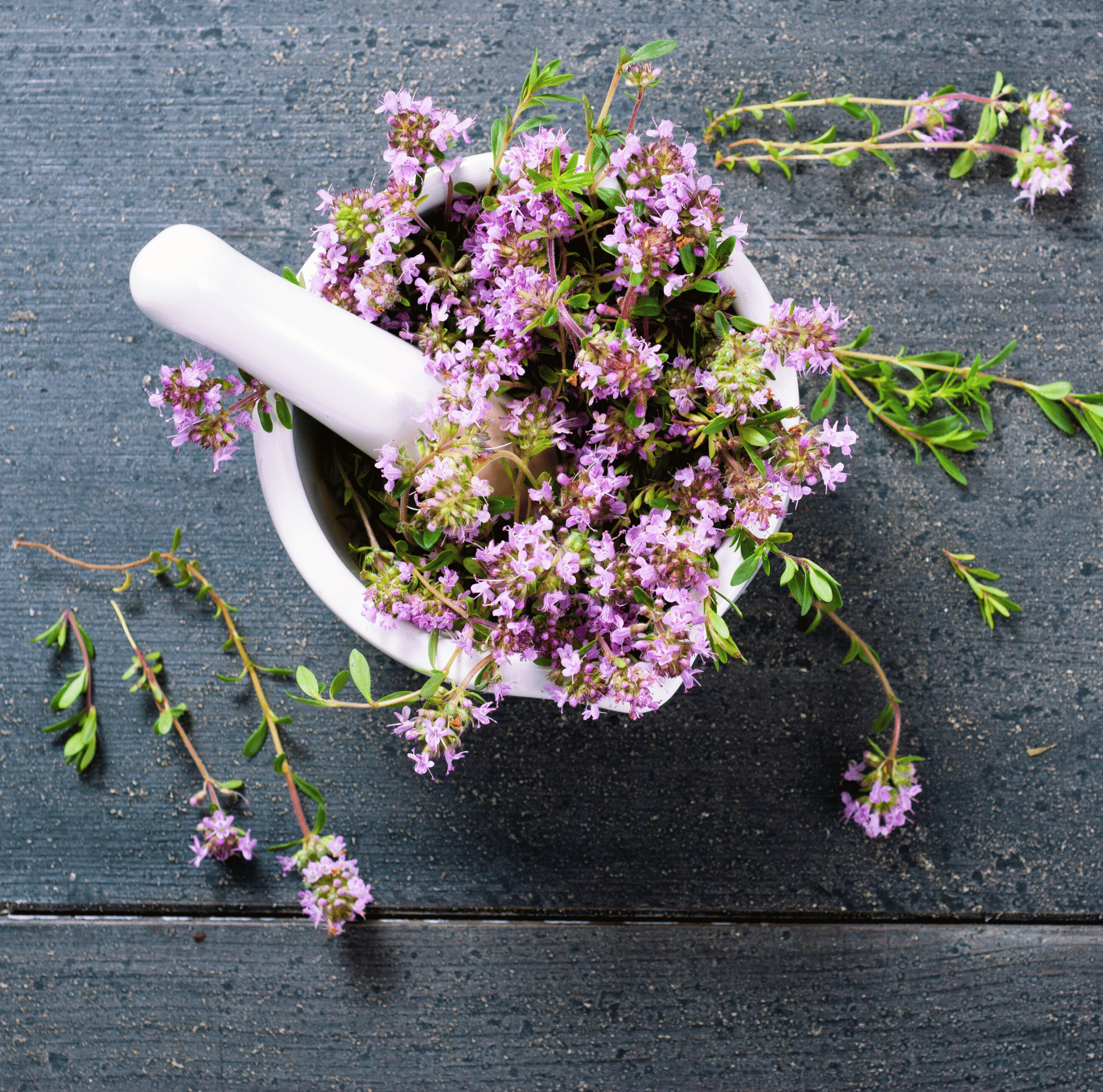 Creeping Thyme – 250 Seeds seed packet from Seed Therapy – American - grown, heirloom seeds