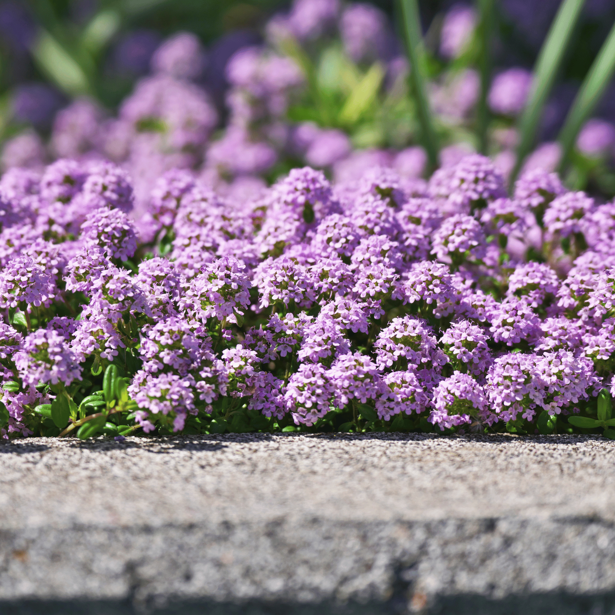 Creeping Thyme – 250 Seeds seed packet from Seed Therapy – American - grown, heirloom seeds