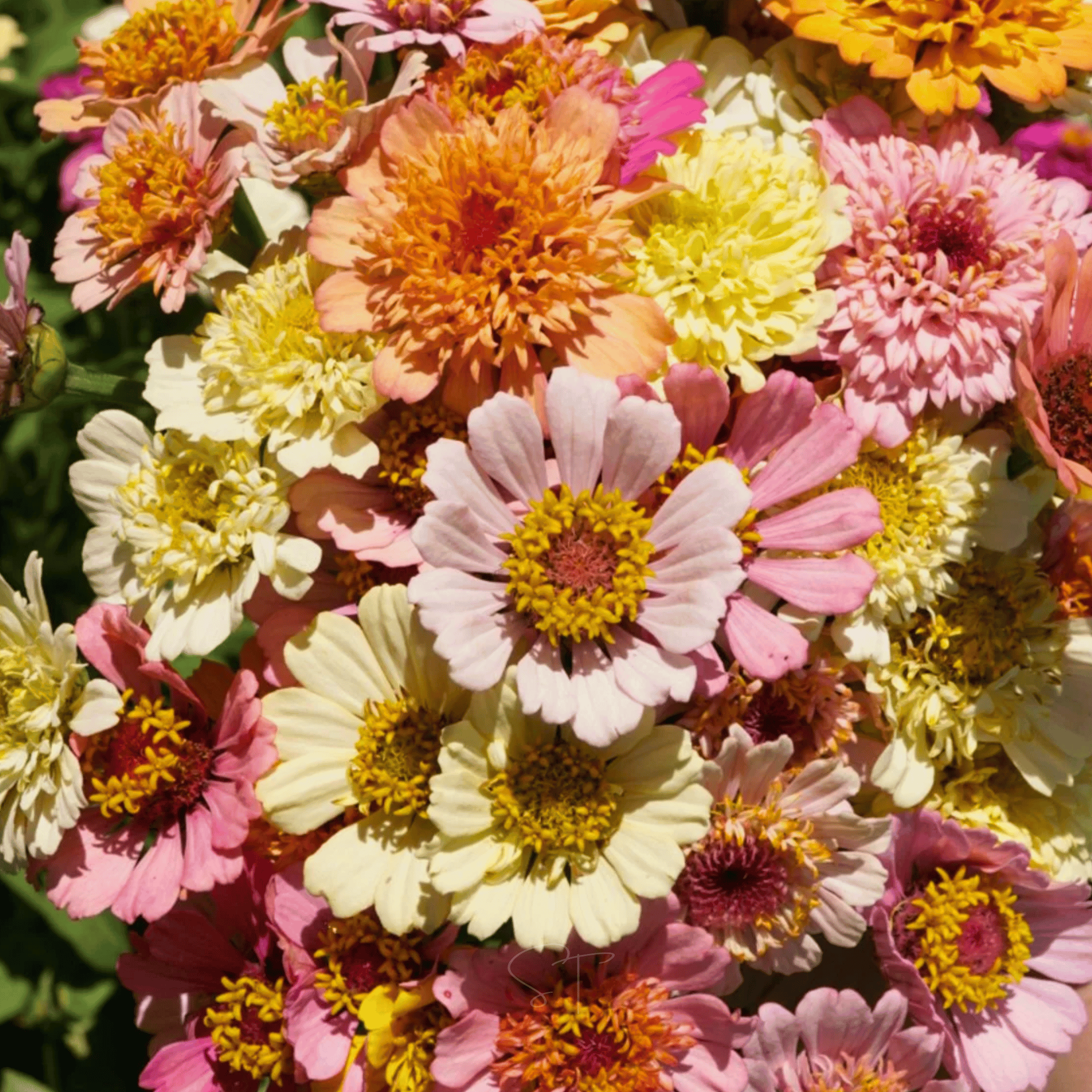 Cresto! Peaches & Cream Zinnia – 50 Seeds seed packet from Seed Therapy – American - grown, heirloom seeds