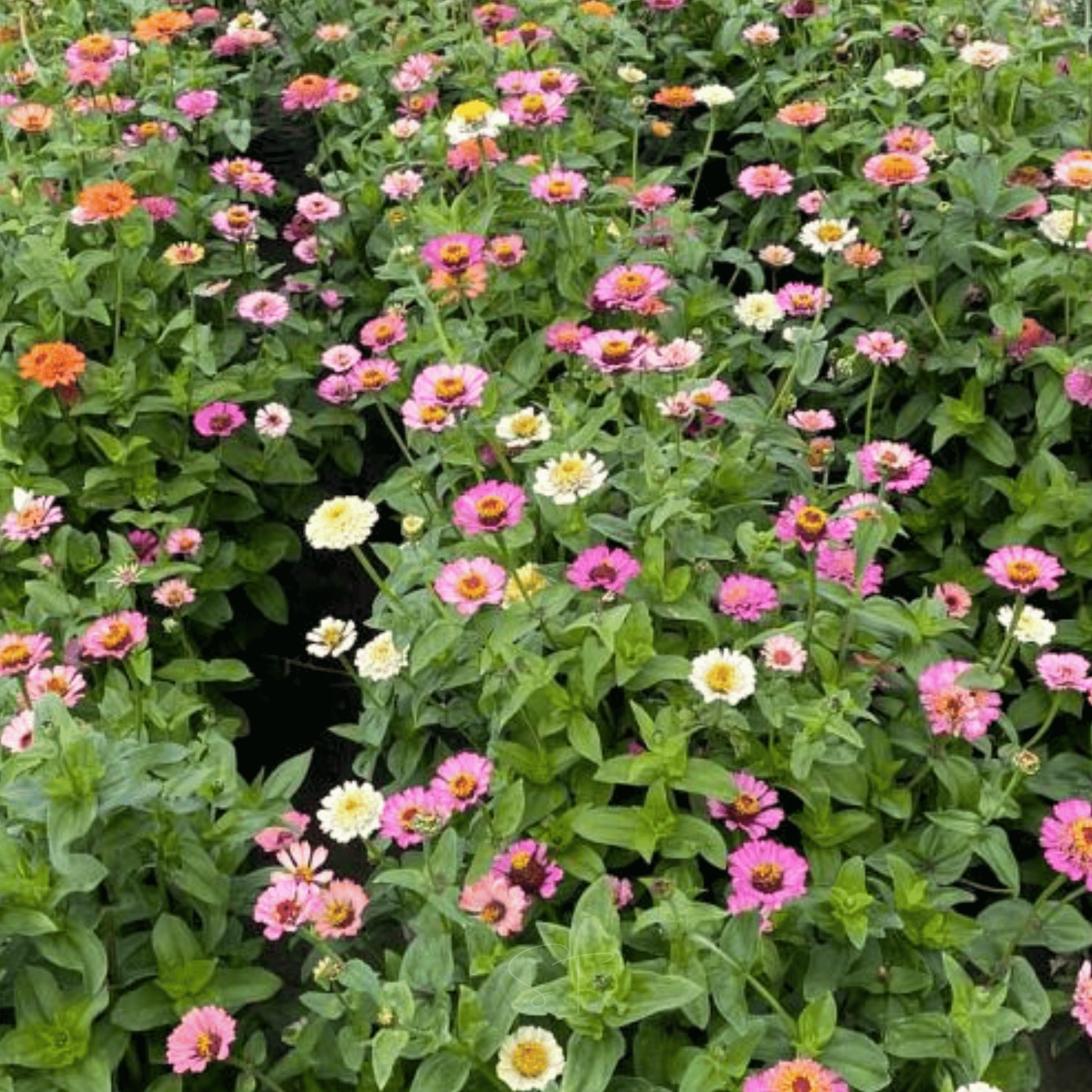 Cresto! Peaches & Cream Zinnia – 50 Seeds seed packet from Seed Therapy – American - grown, heirloom seeds