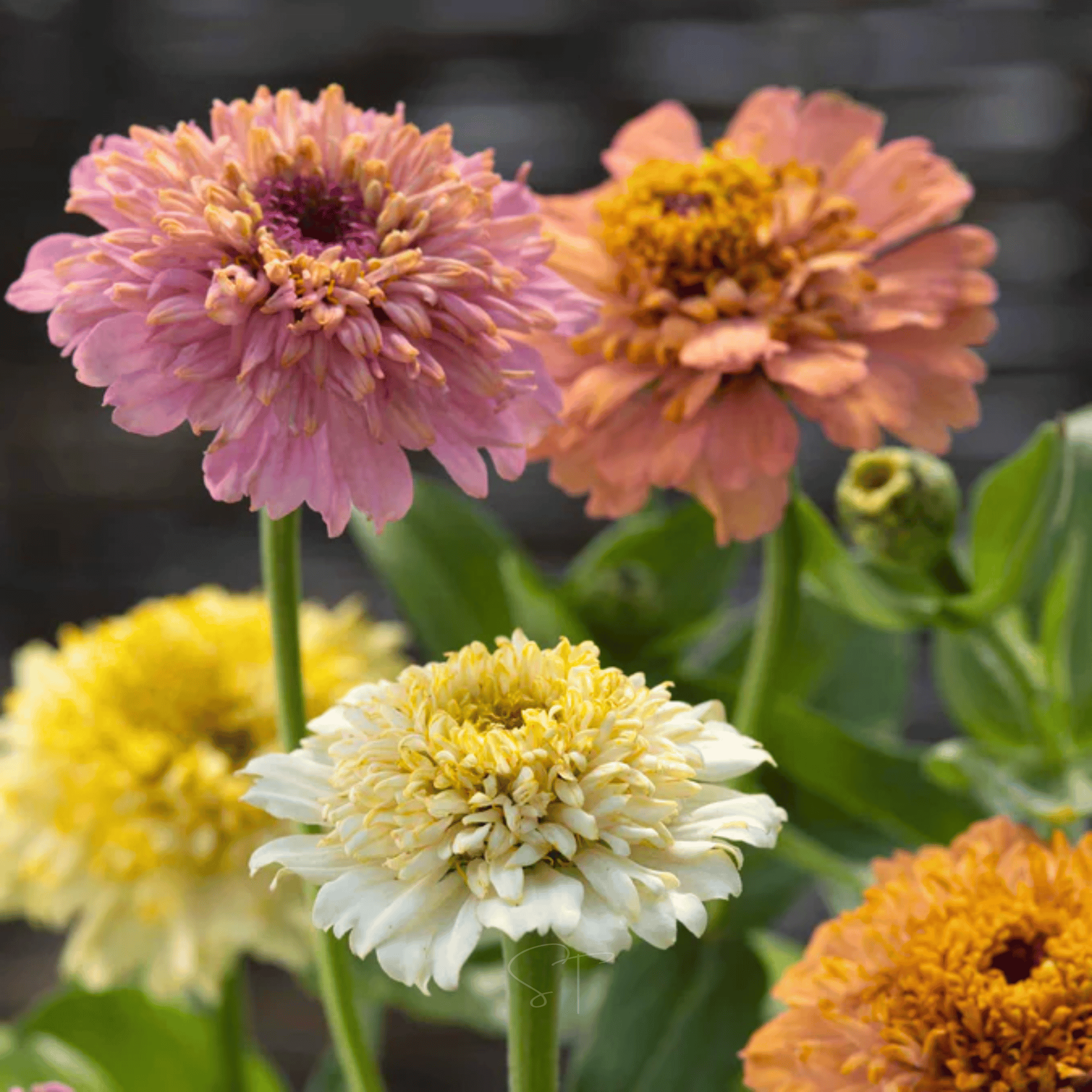 Cresto! Peaches & Cream Zinnia – 50 Seeds seed packet from Seed Therapy – American - grown, heirloom seeds